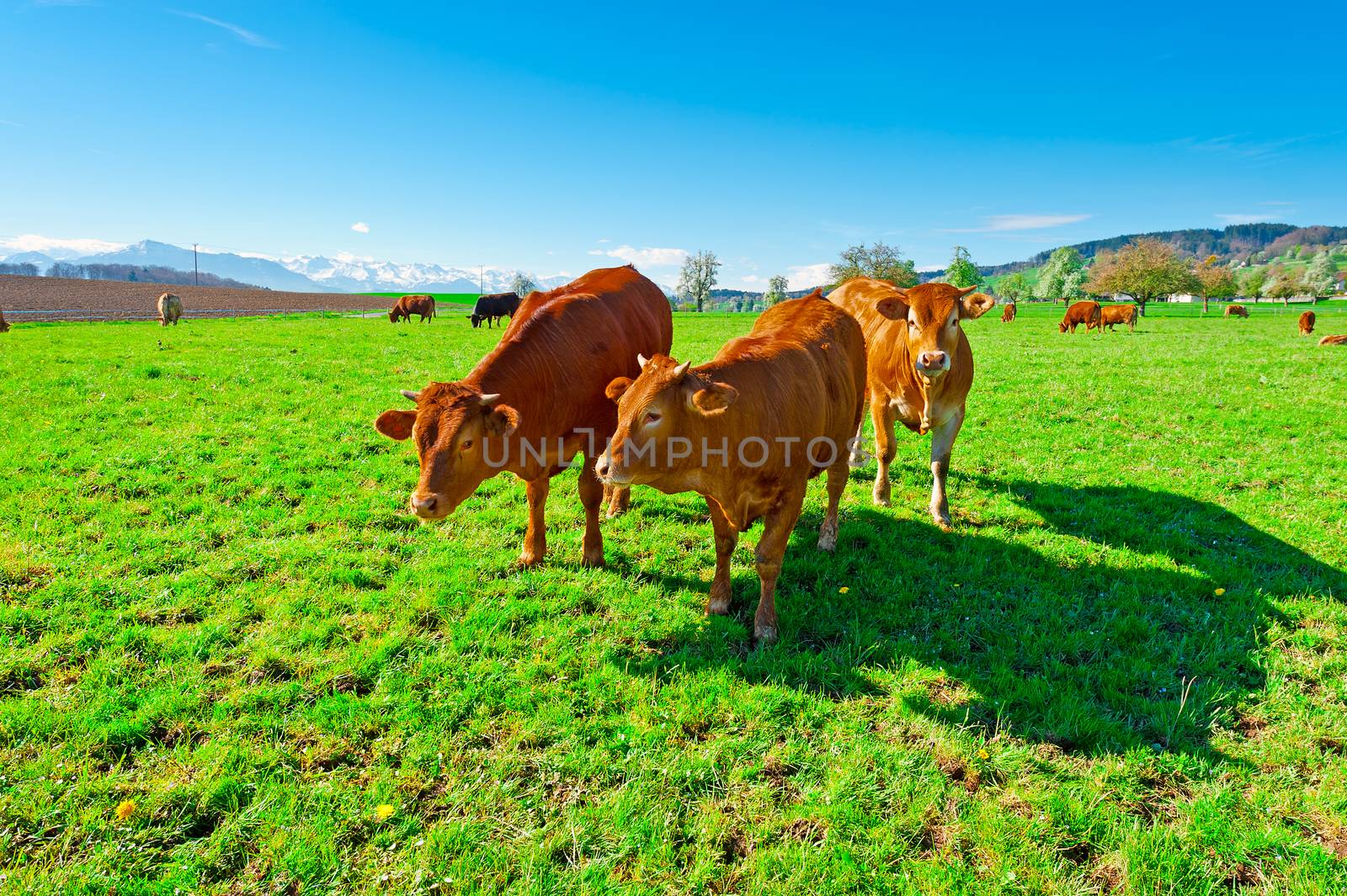 Cows Grazing on Green Pasture in Switzerland on the Background of Snow-capped Alps