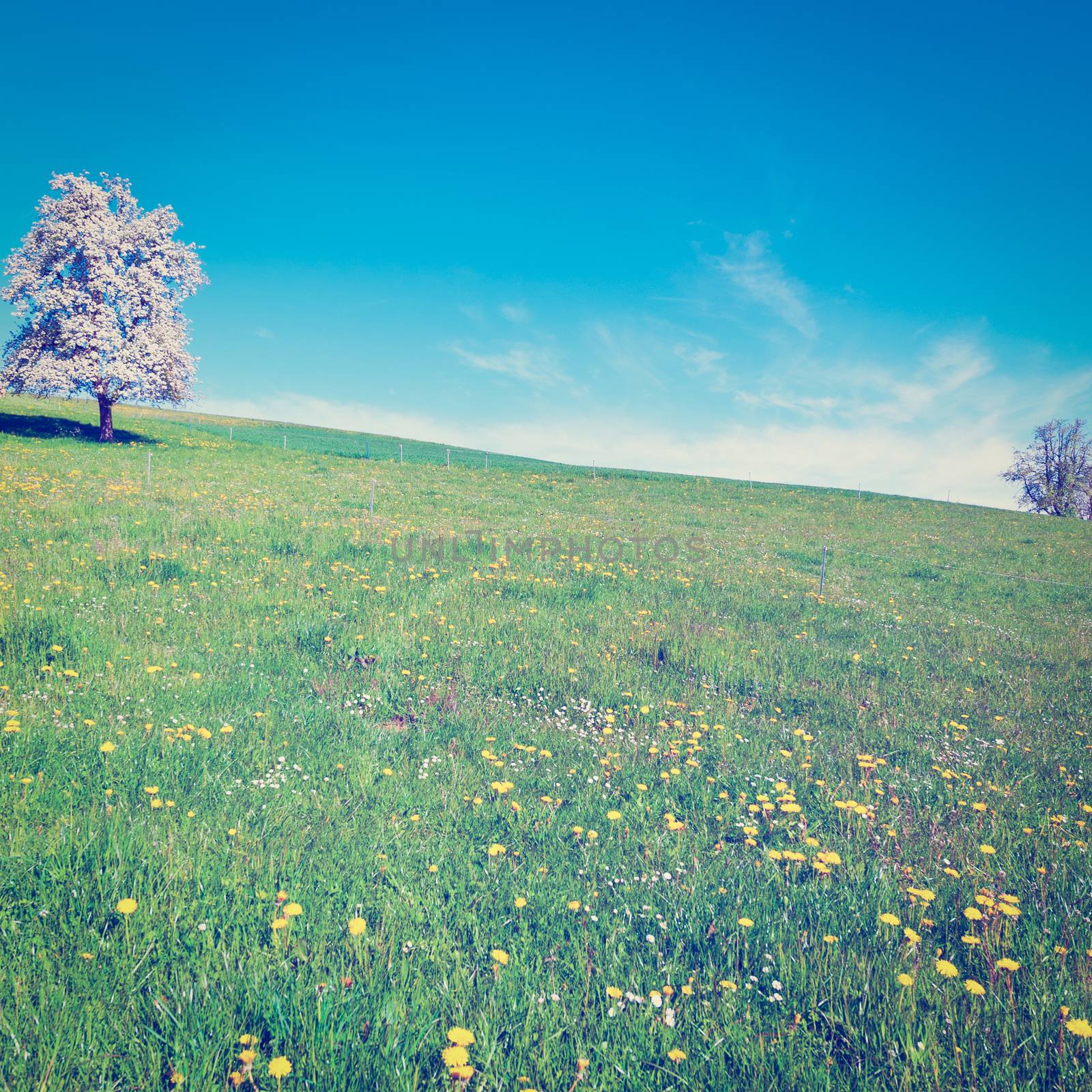 Solitary Flowering Tree Surrounded by Sloping Meadows in Switzerland, Instagram Effect