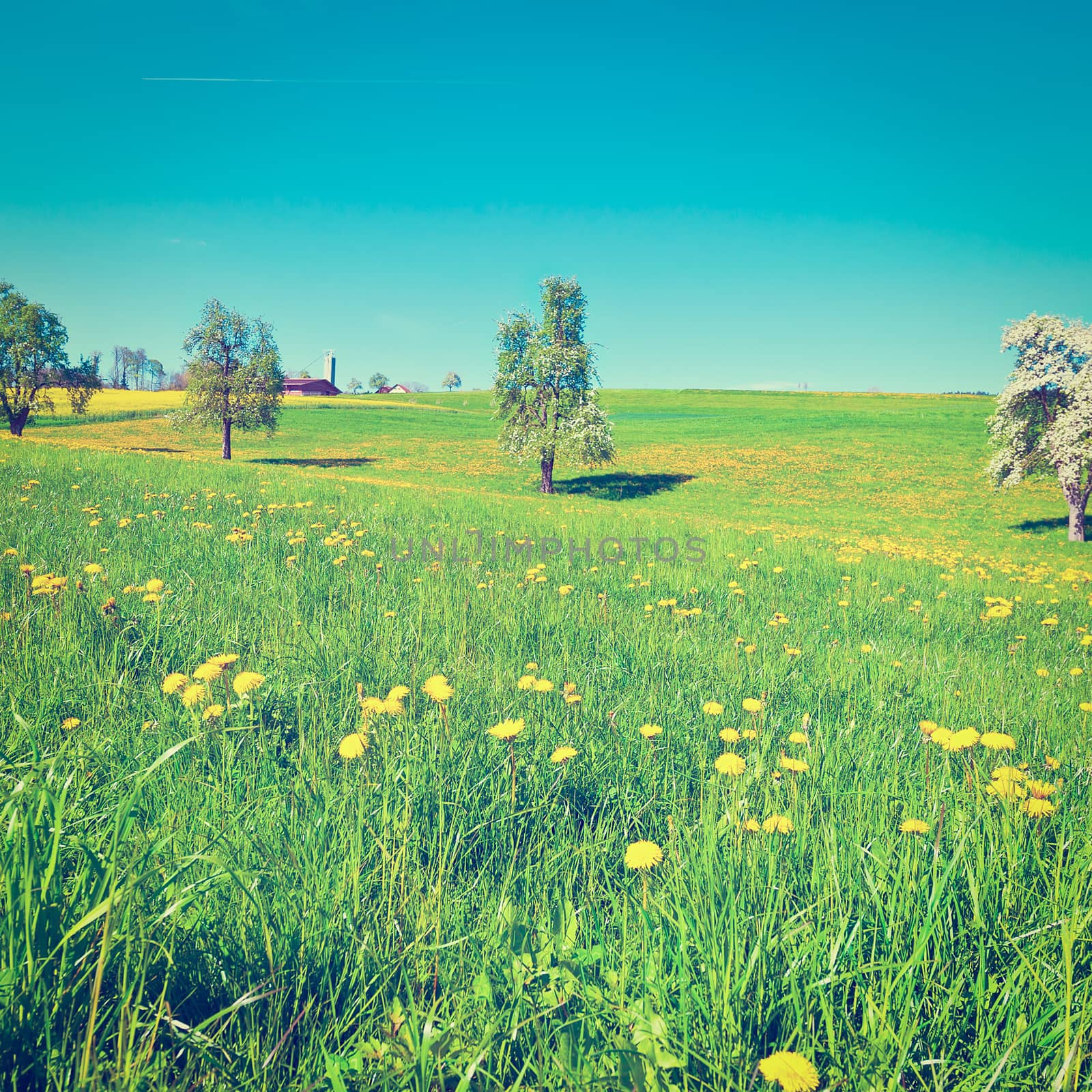 Flowering Trees Surrounded by Sloping Meadows in Switzerland, Instagram Effect