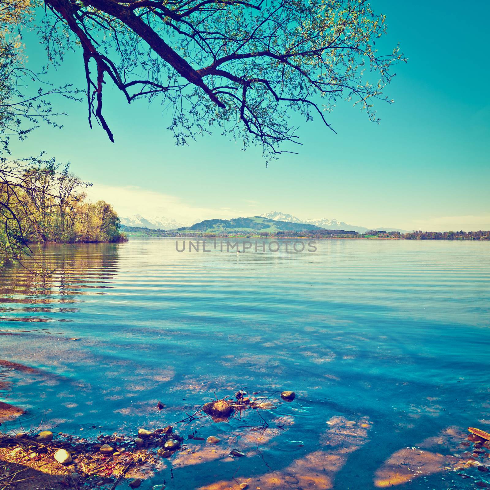 White Swan on the Lake Zuger in Switzerland, Instagram Effect