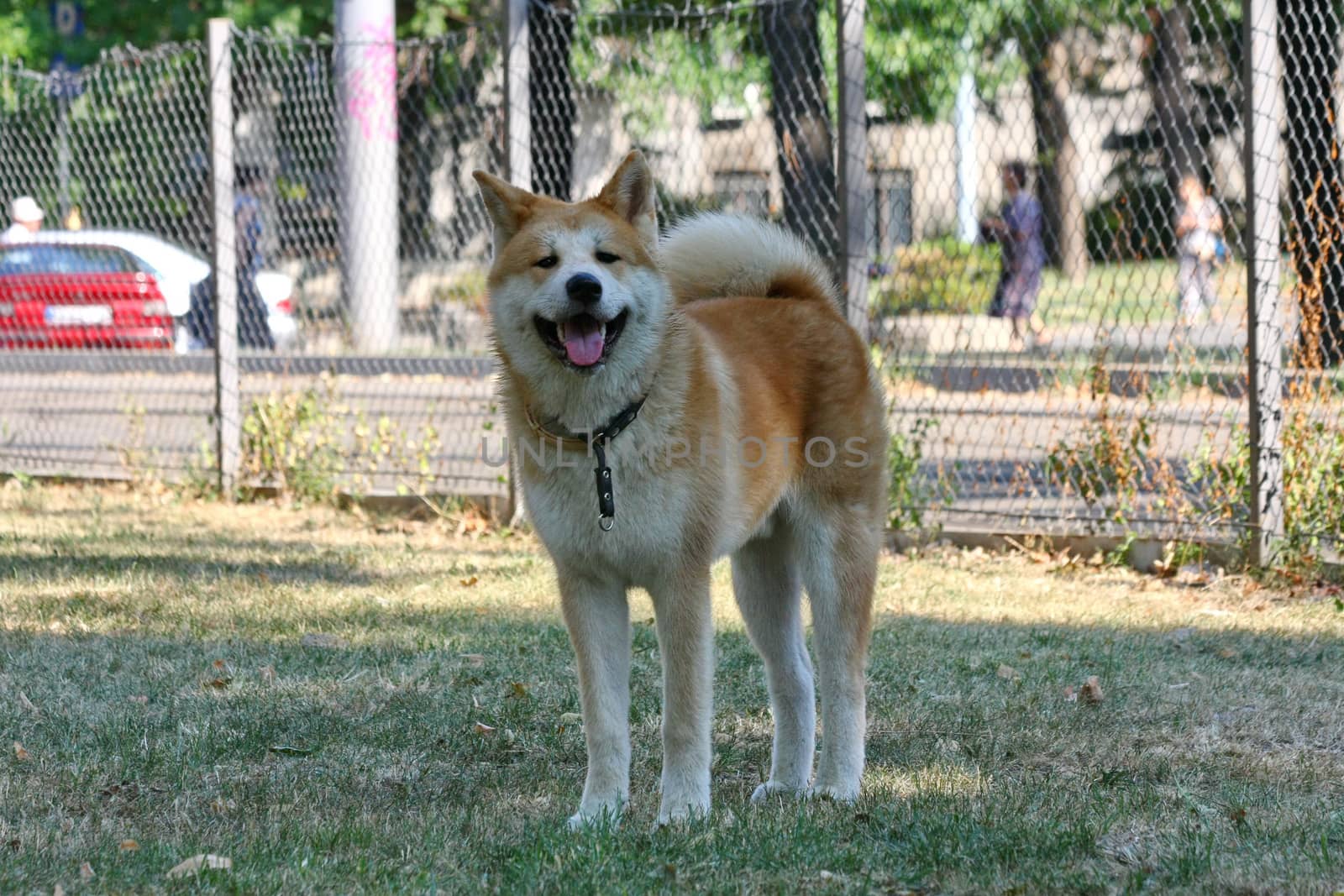 Young Akita Inu  posing in dog  park