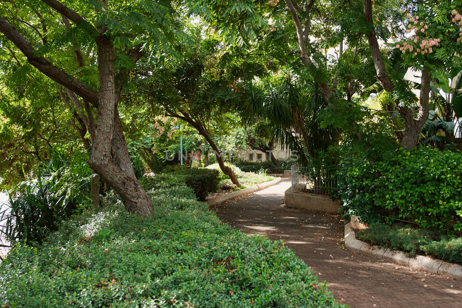 Lush green city park in a sunny summer day                               