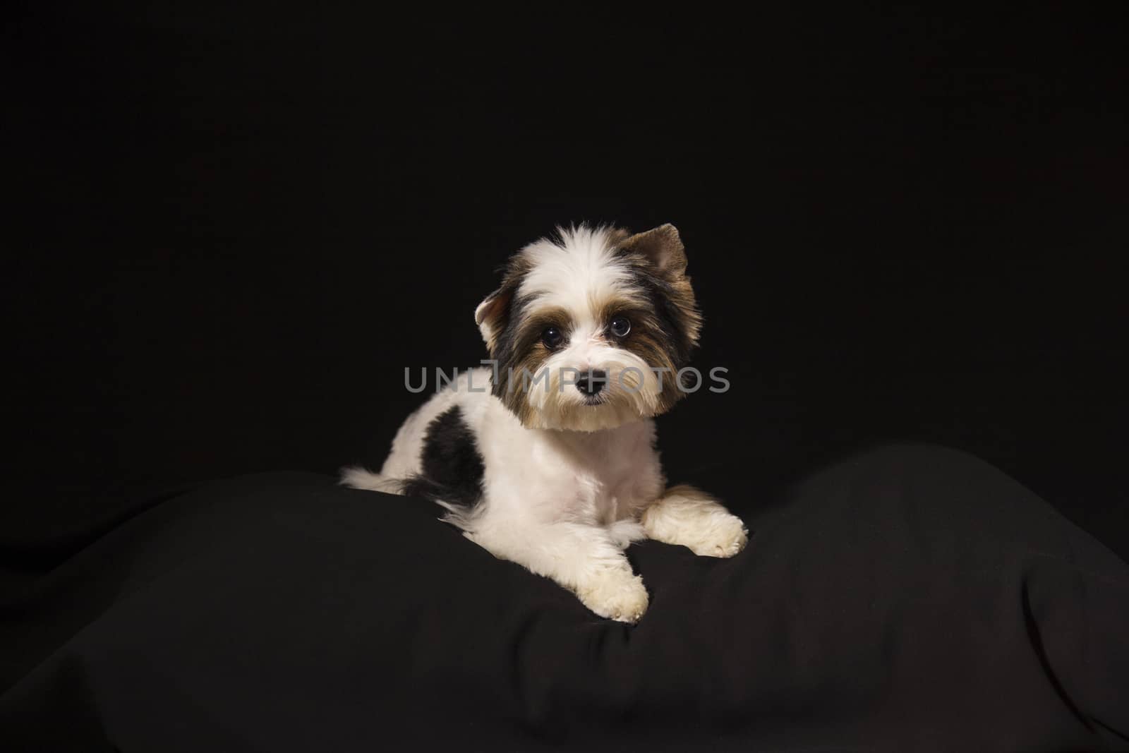 Portrait of a cute little puppy tricolor