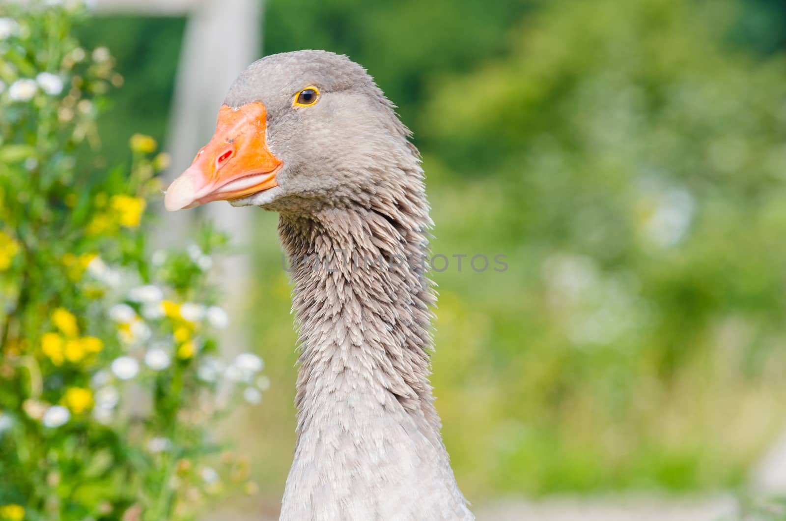 Gray Goose   by JFsPic