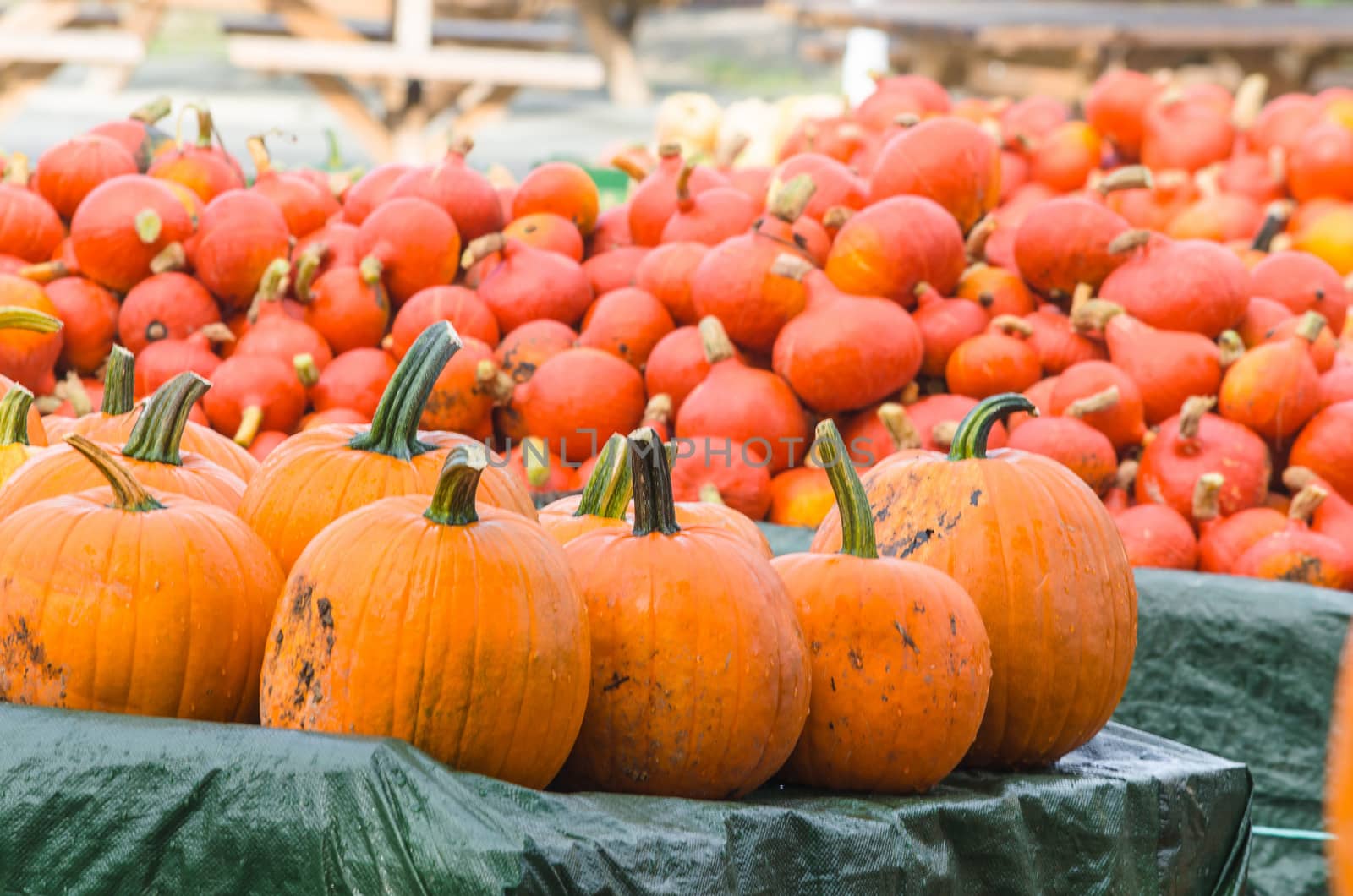 Various pumpkin varieties in diverse
Colors and shapes.