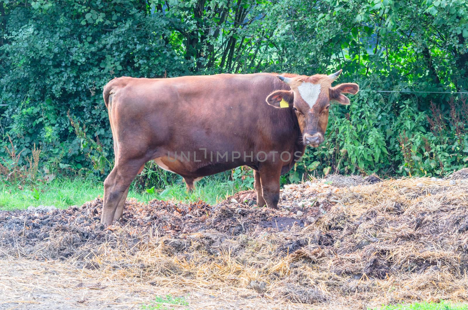 Brown bull with horns on a dunghill.