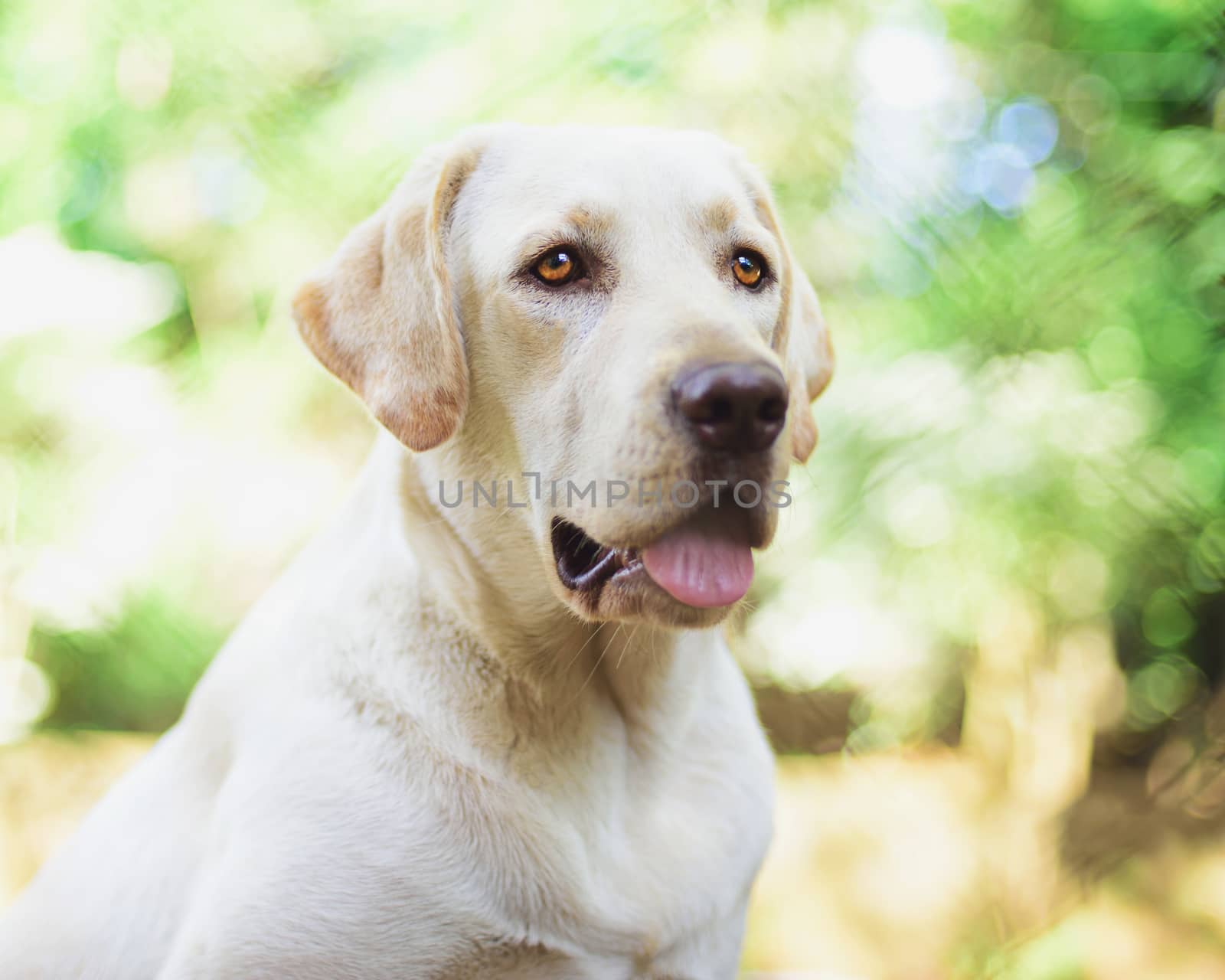 labrador retriever sitting in garden with a lot of sun