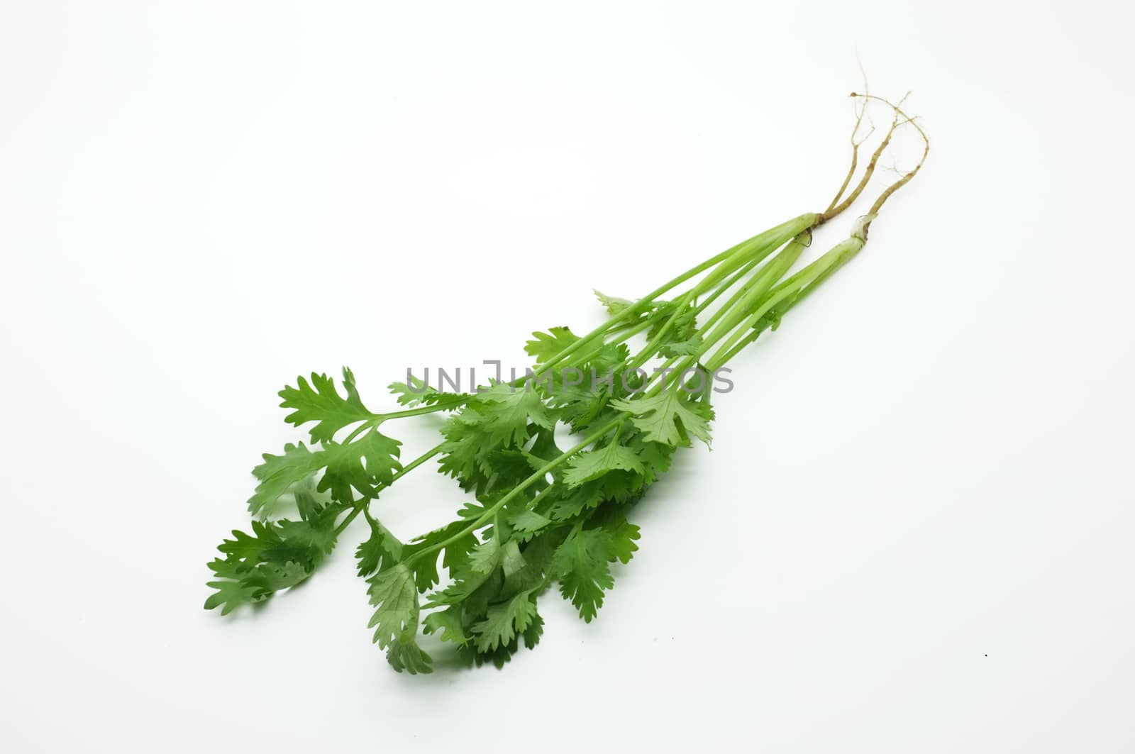 Green leaves of parsley with roots isolated on white background