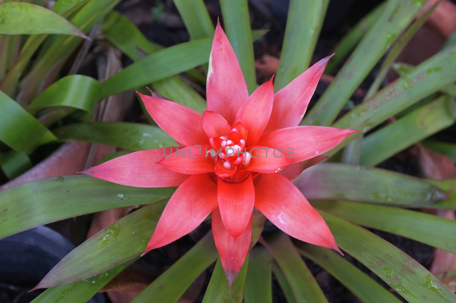 Pink bromeliad flower