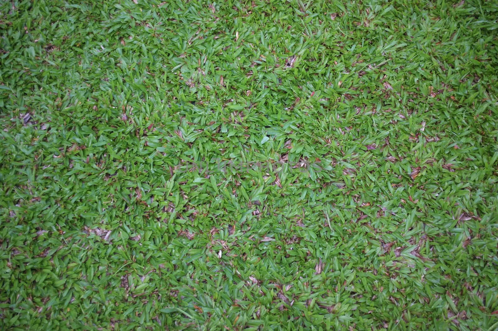 Green grass seamless texture background