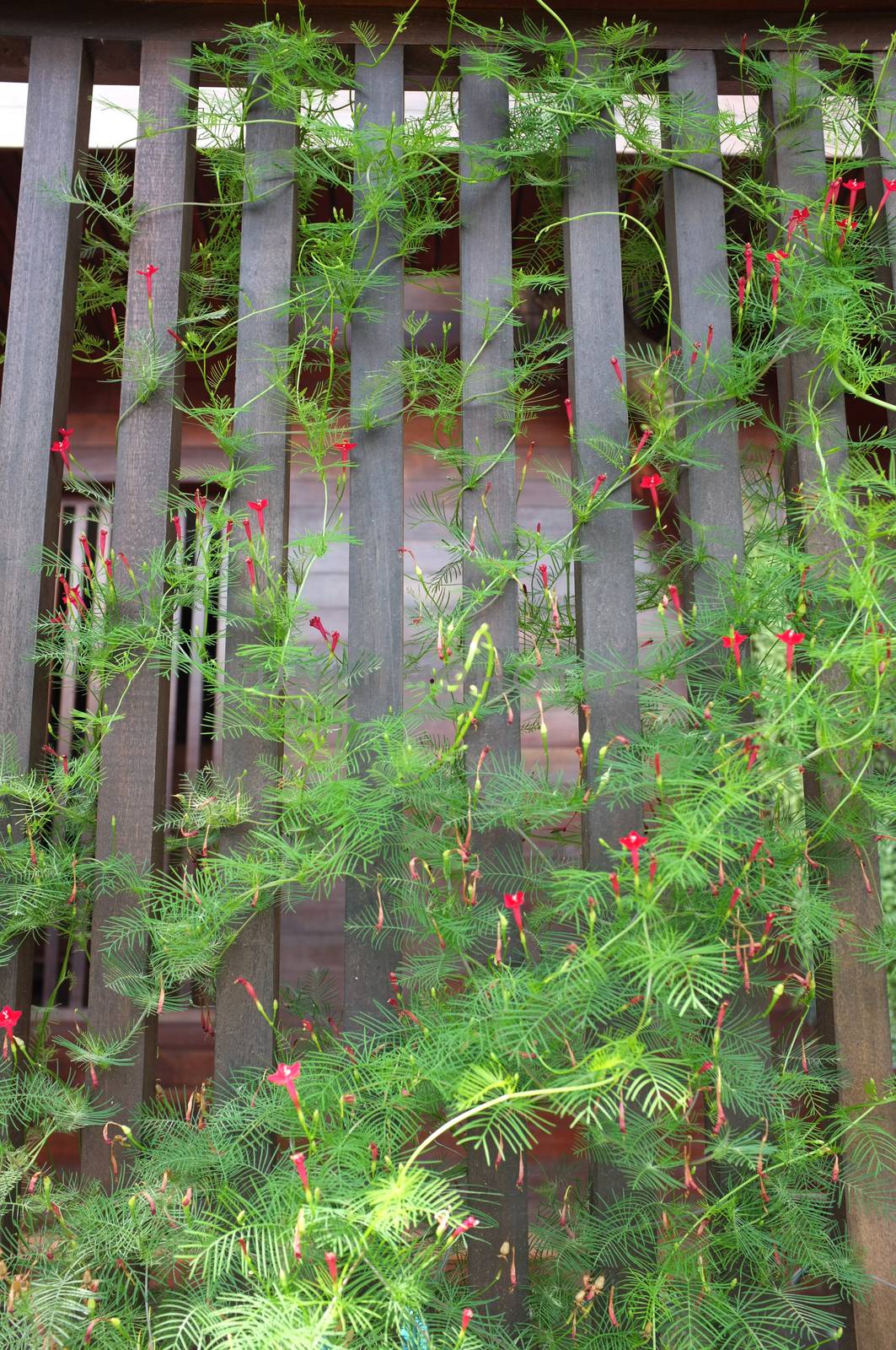 Ipomoea quamoclit, cypress vine, star glory or hummingbird vine