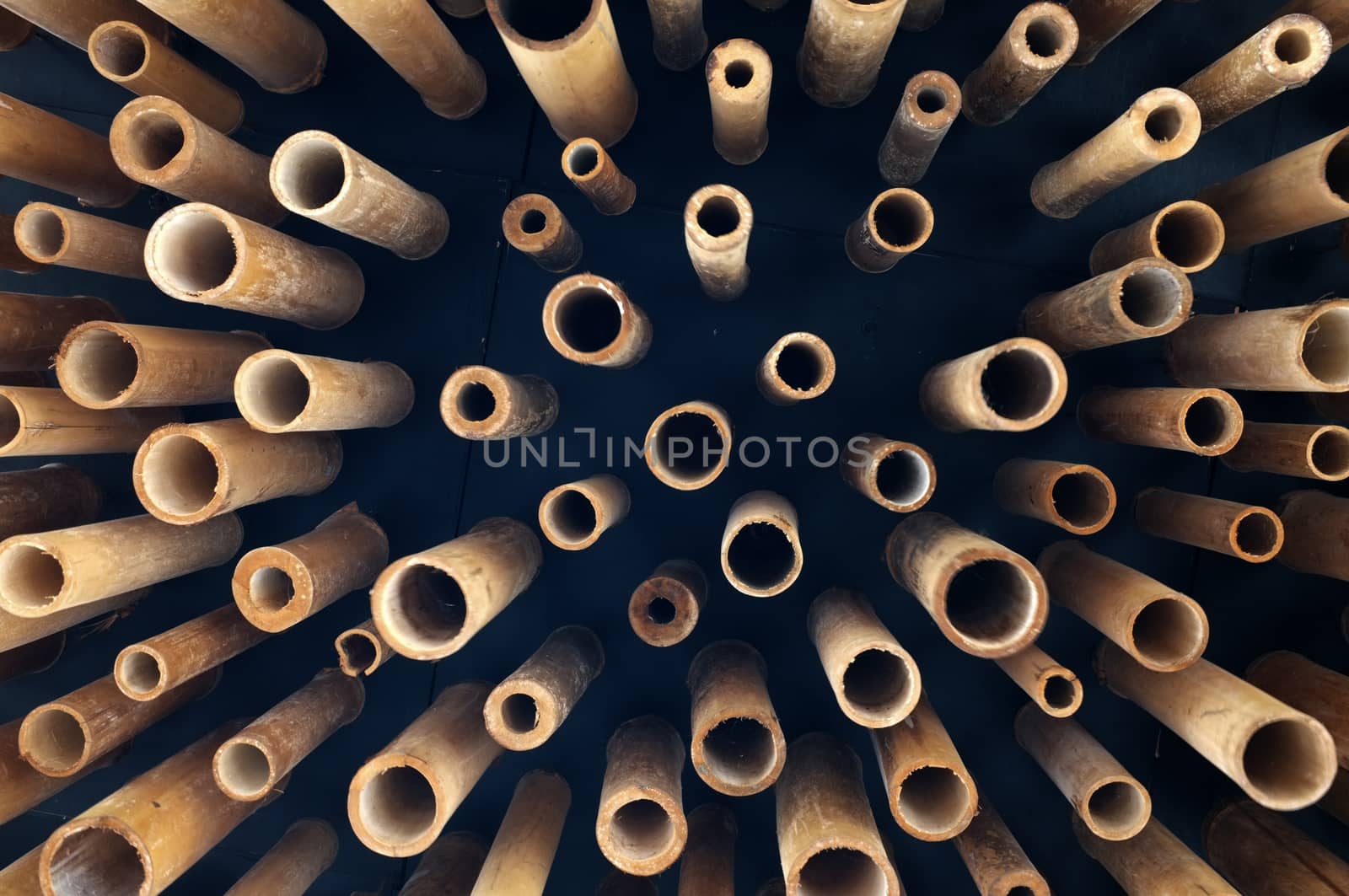 Cutting bamboo, cross section of bamboo