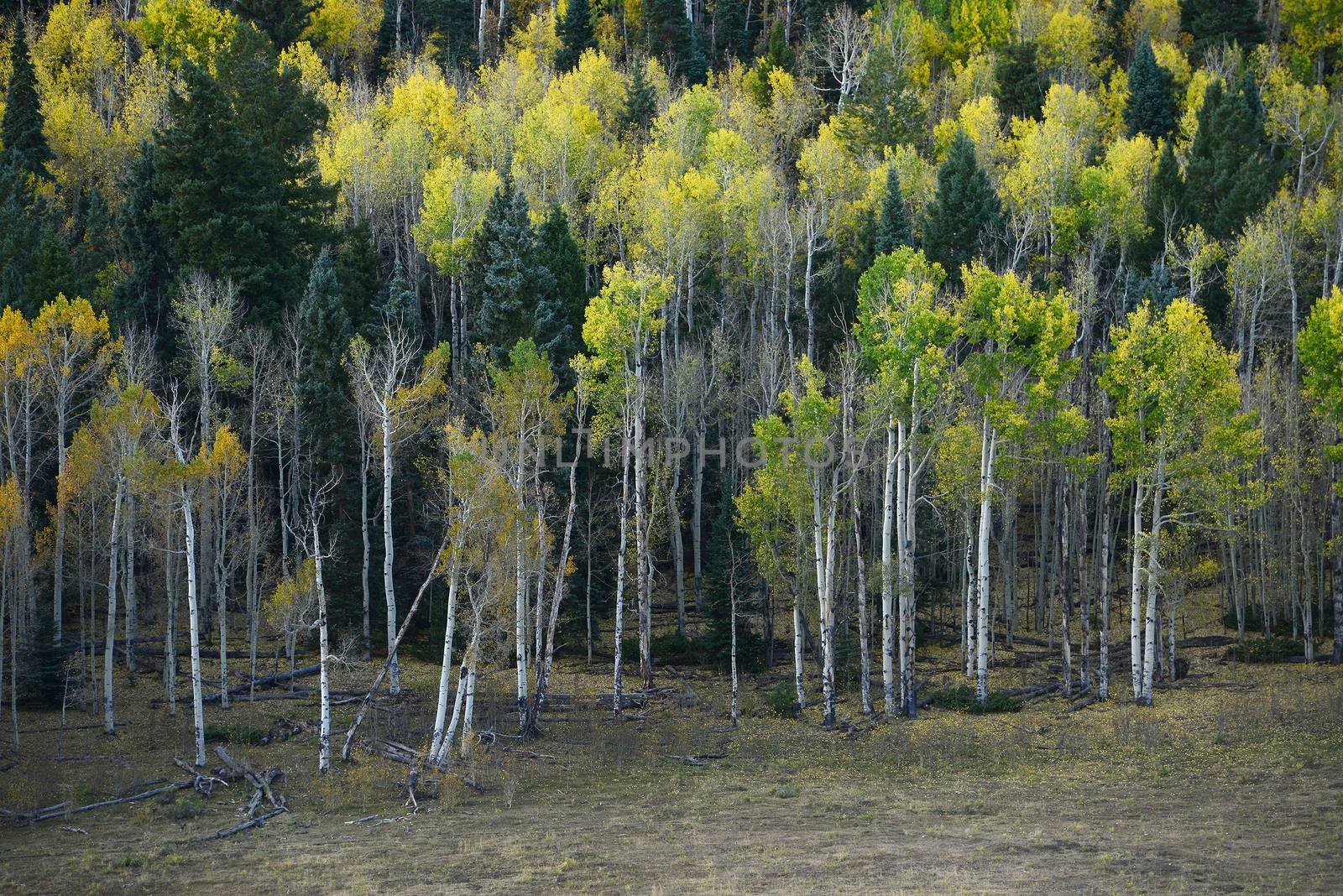 yellow aspen tree from colorado in autumn