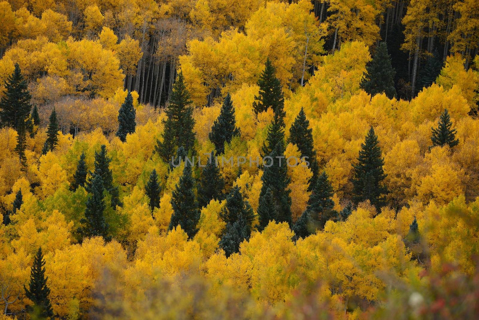 yellow aspen tree from colorado in autumn