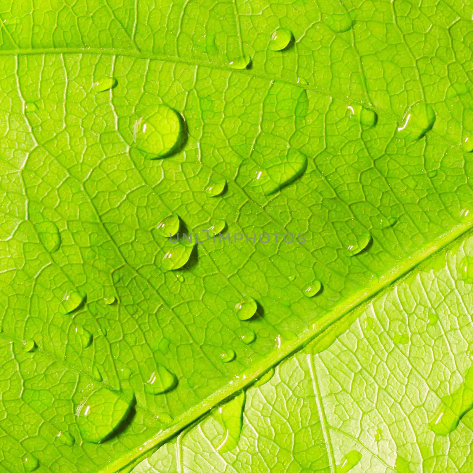 Green leaf with water drops,closeup, macro