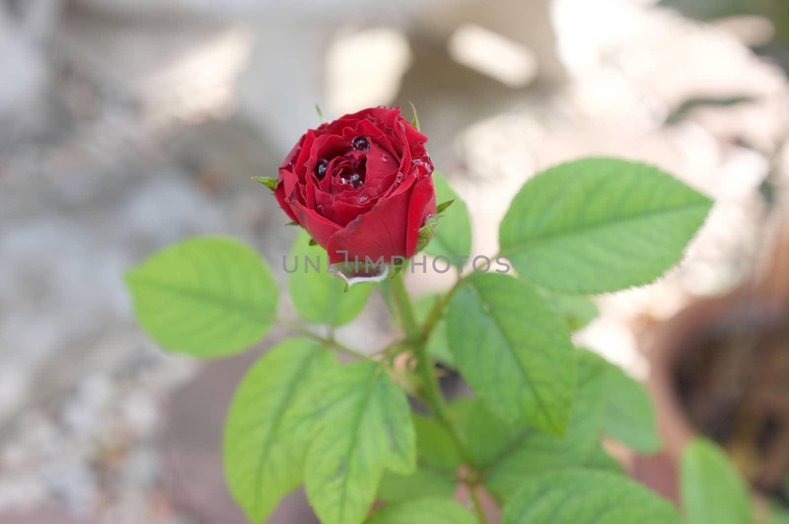 Red rose with green leaves