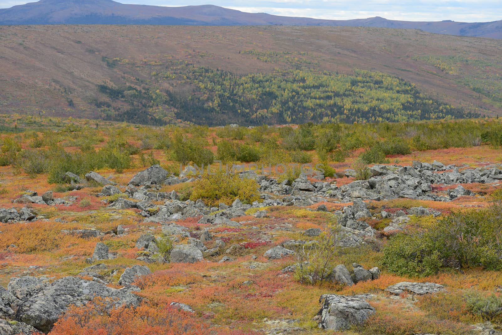 alaskan tundra in autumn