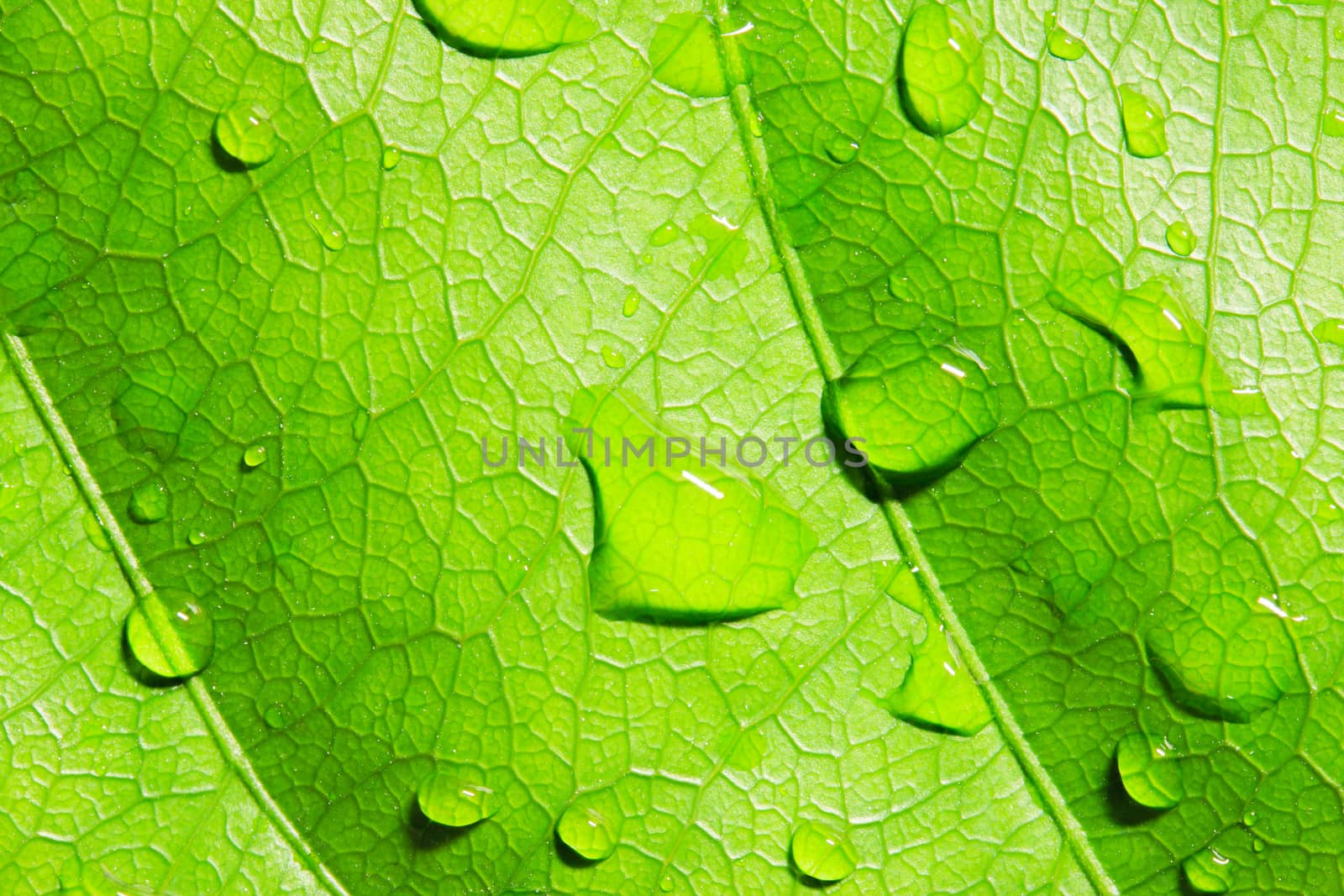 Green leaf with water drops by AEyZRiO