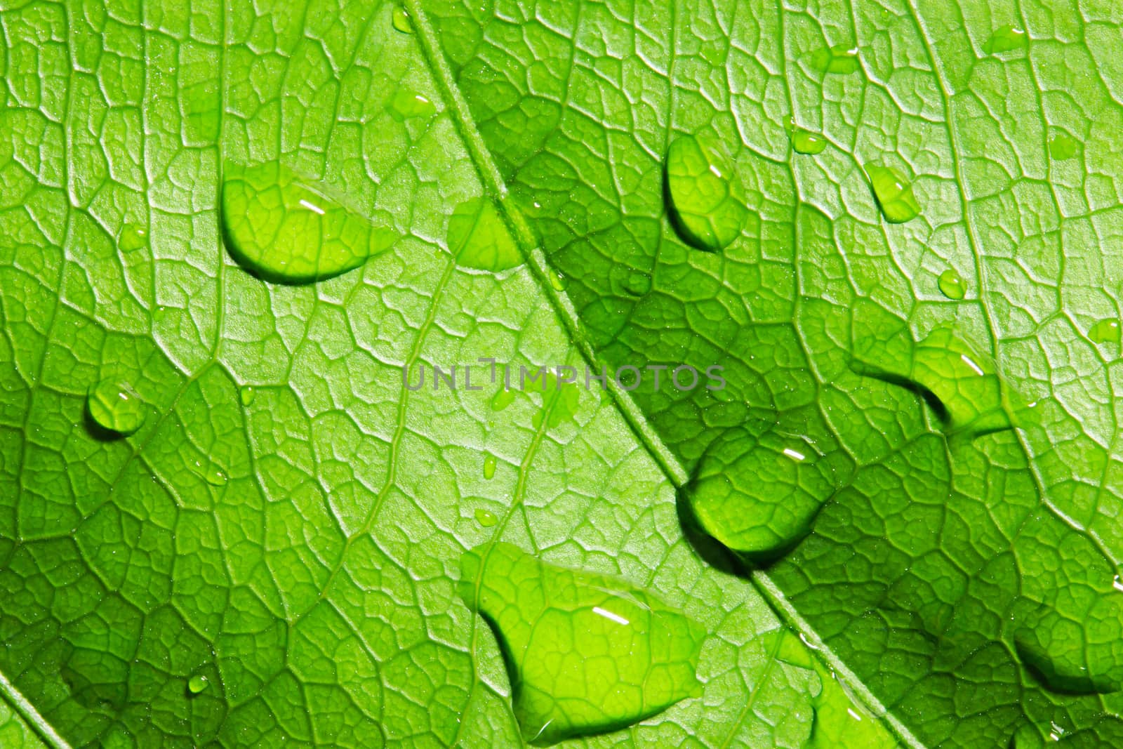 Green leaf with water drops by AEyZRiO