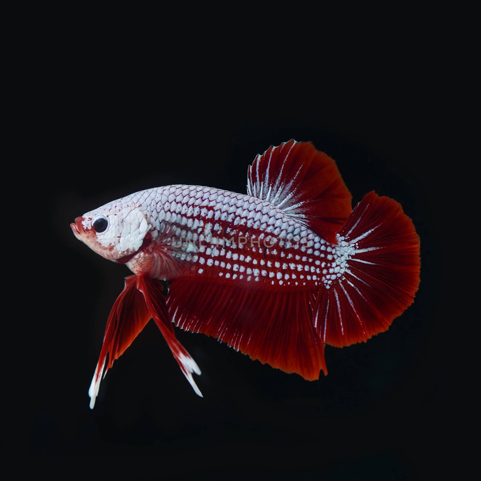 betta fish by antpkr