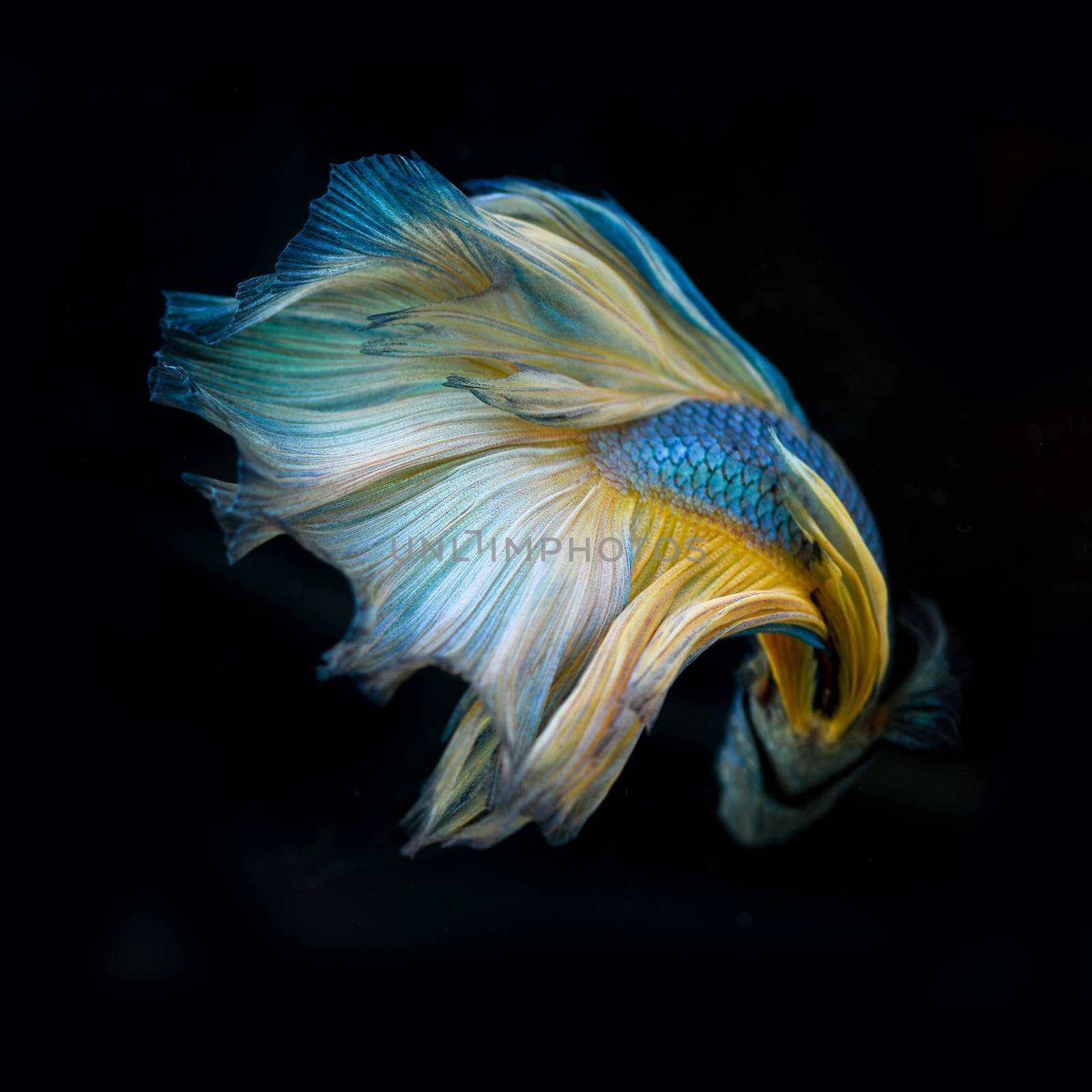 siamese fighting fish by antpkr