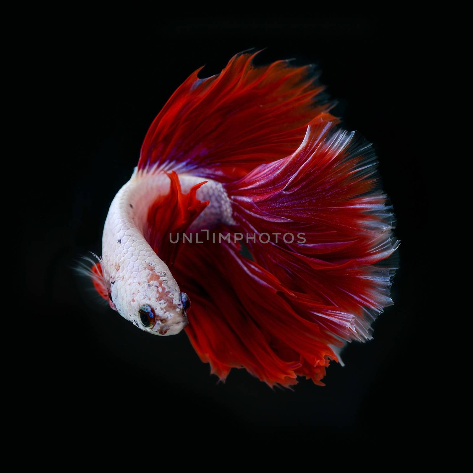 siamese fighting fish