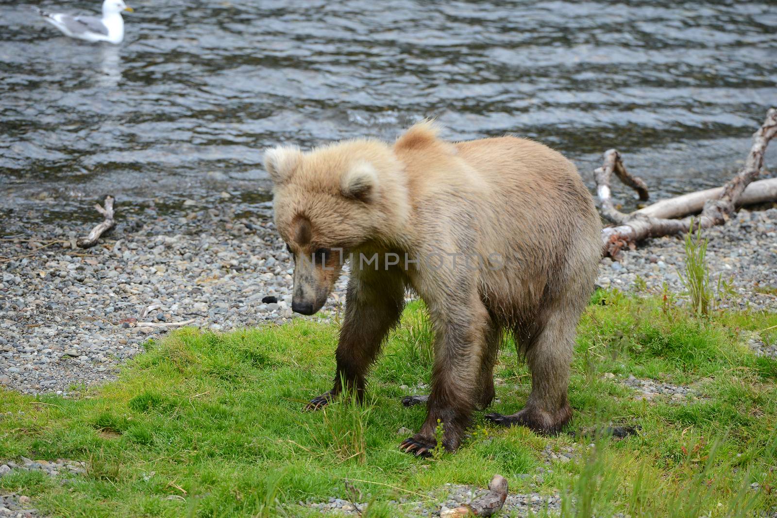 grizzly bear in katmai by porbital