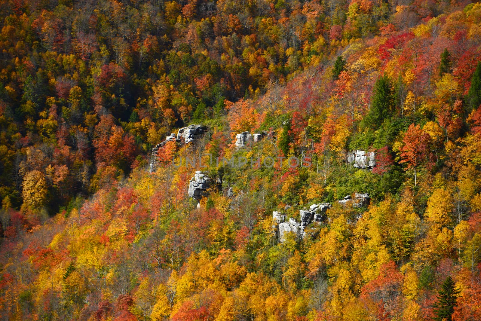 colorful autumn foliage from west virignia