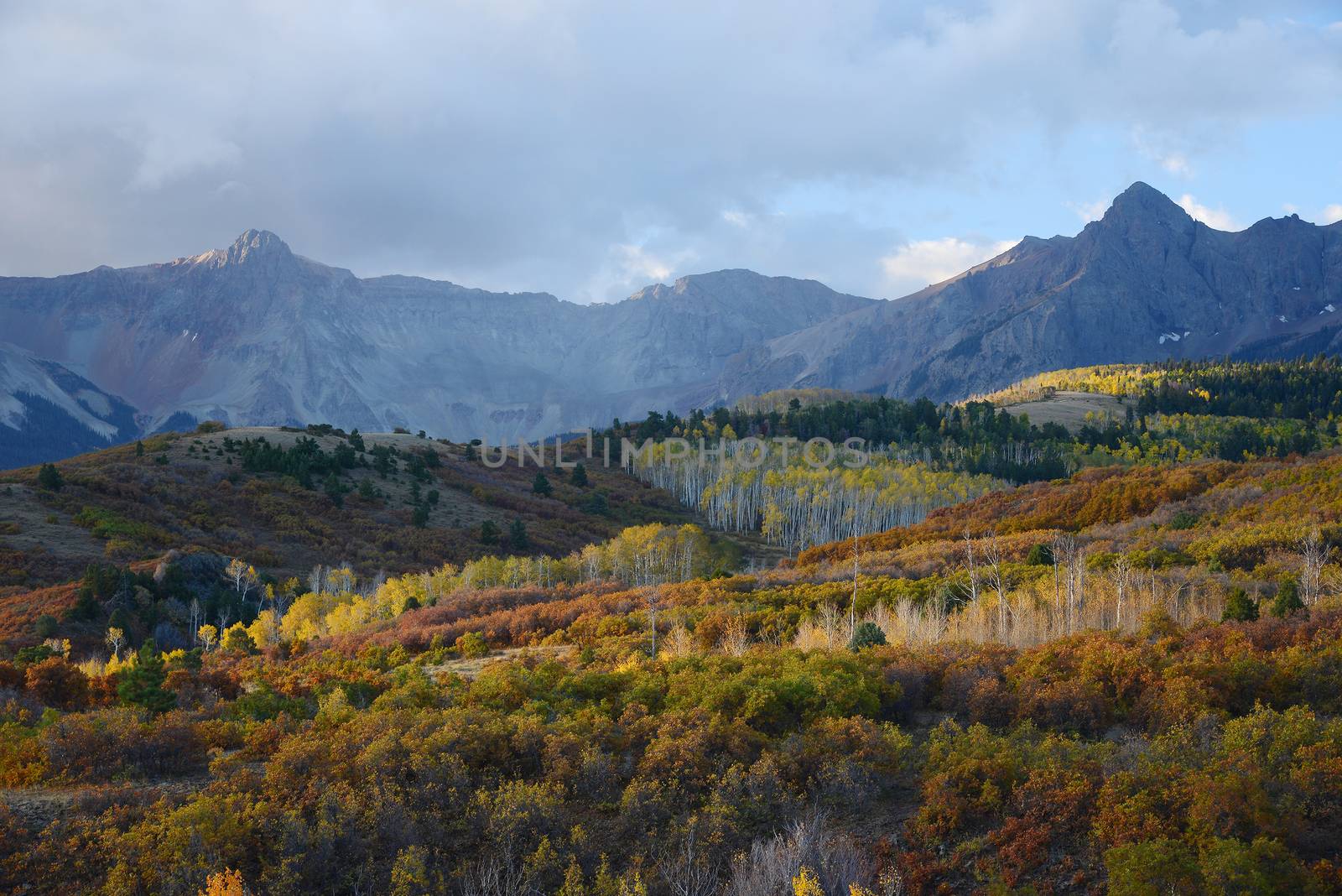 aspen in autumn at san juan mountains colorado