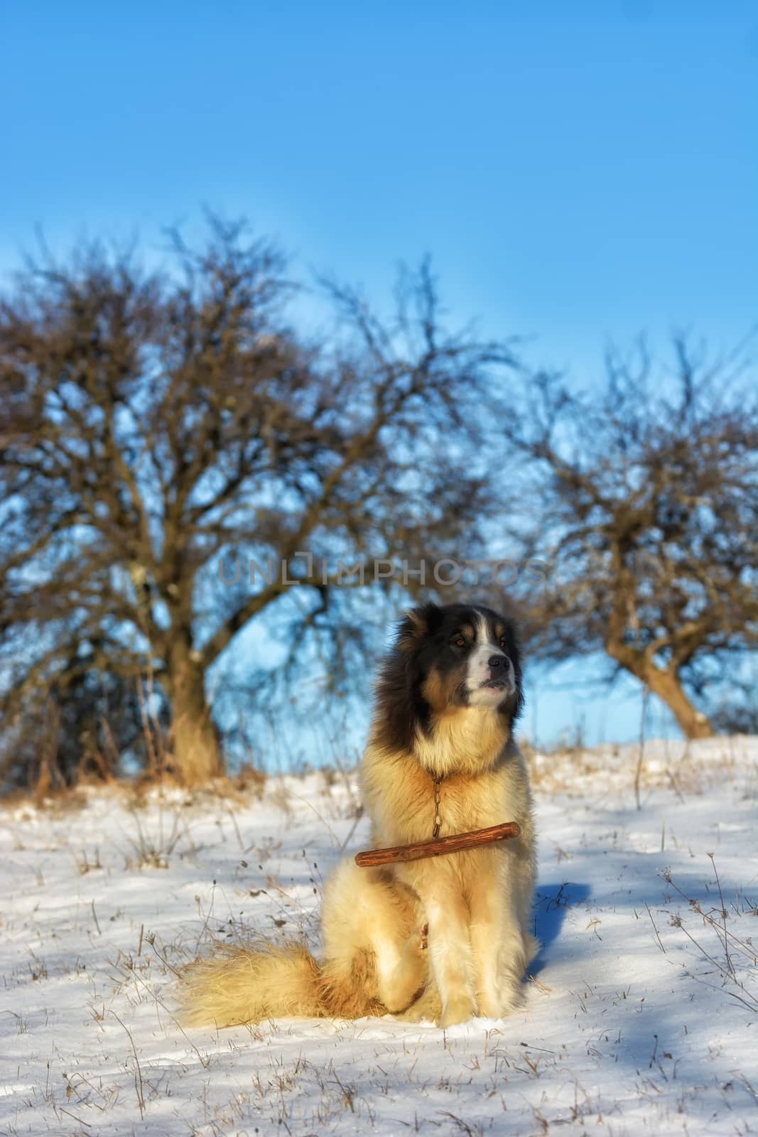 Frozen sunny day of a winter, on wild transylvania hills. Holbav. Romania. Low key, dark background, spot lighting, and rich Old Masters