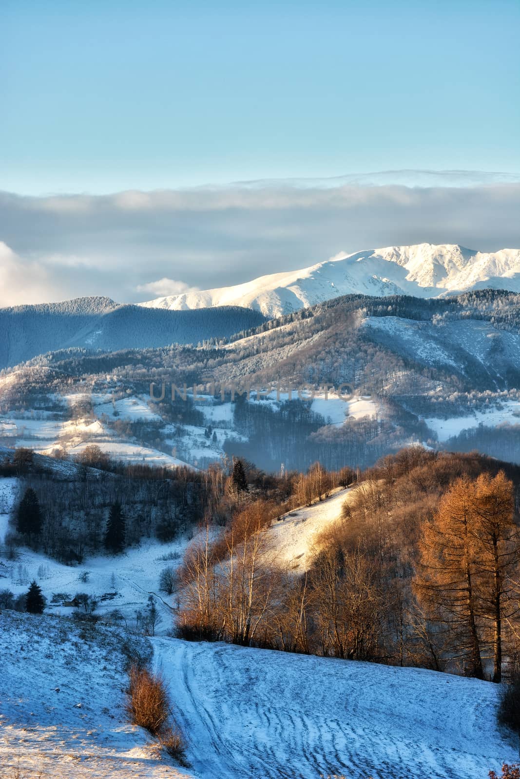 Frozen sunny day of a winter, on wild transylvania hills. Holbav. Romania. Low key, dark background, spot lighting, and rich Old Masters