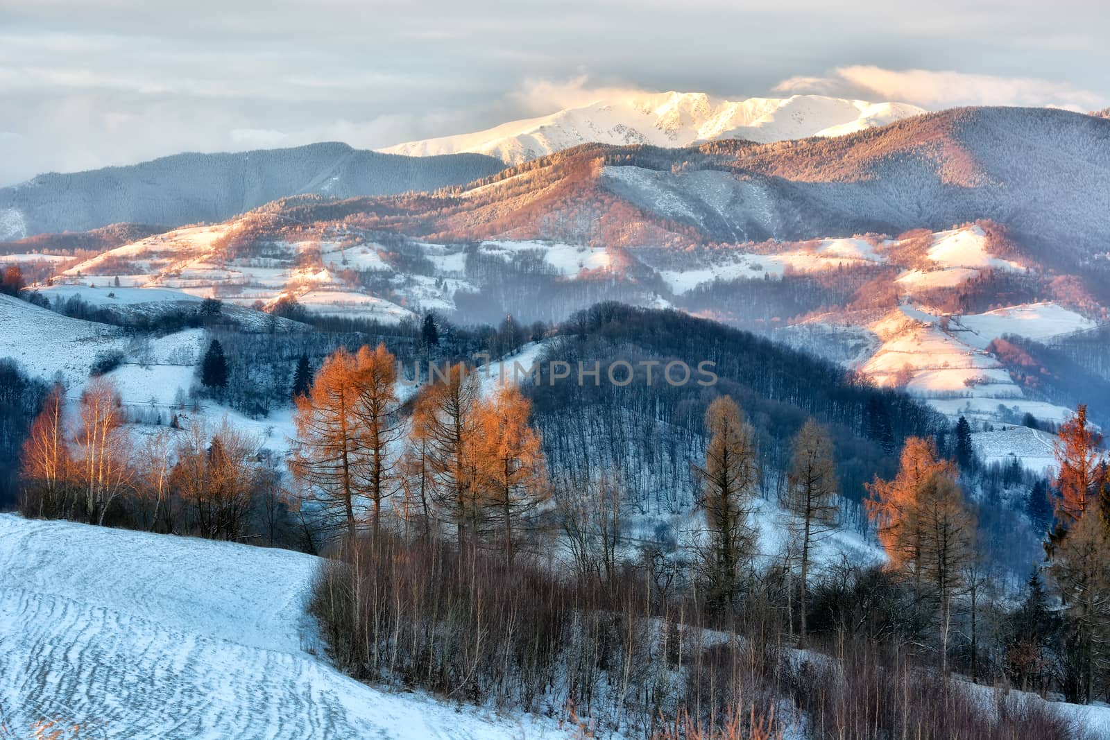 Frozen sunny day of a winter, on wild transylvania hills. Holbav. Romania. Low key, dark background, spot lighting, and rich Old Masters by constantinhurghea