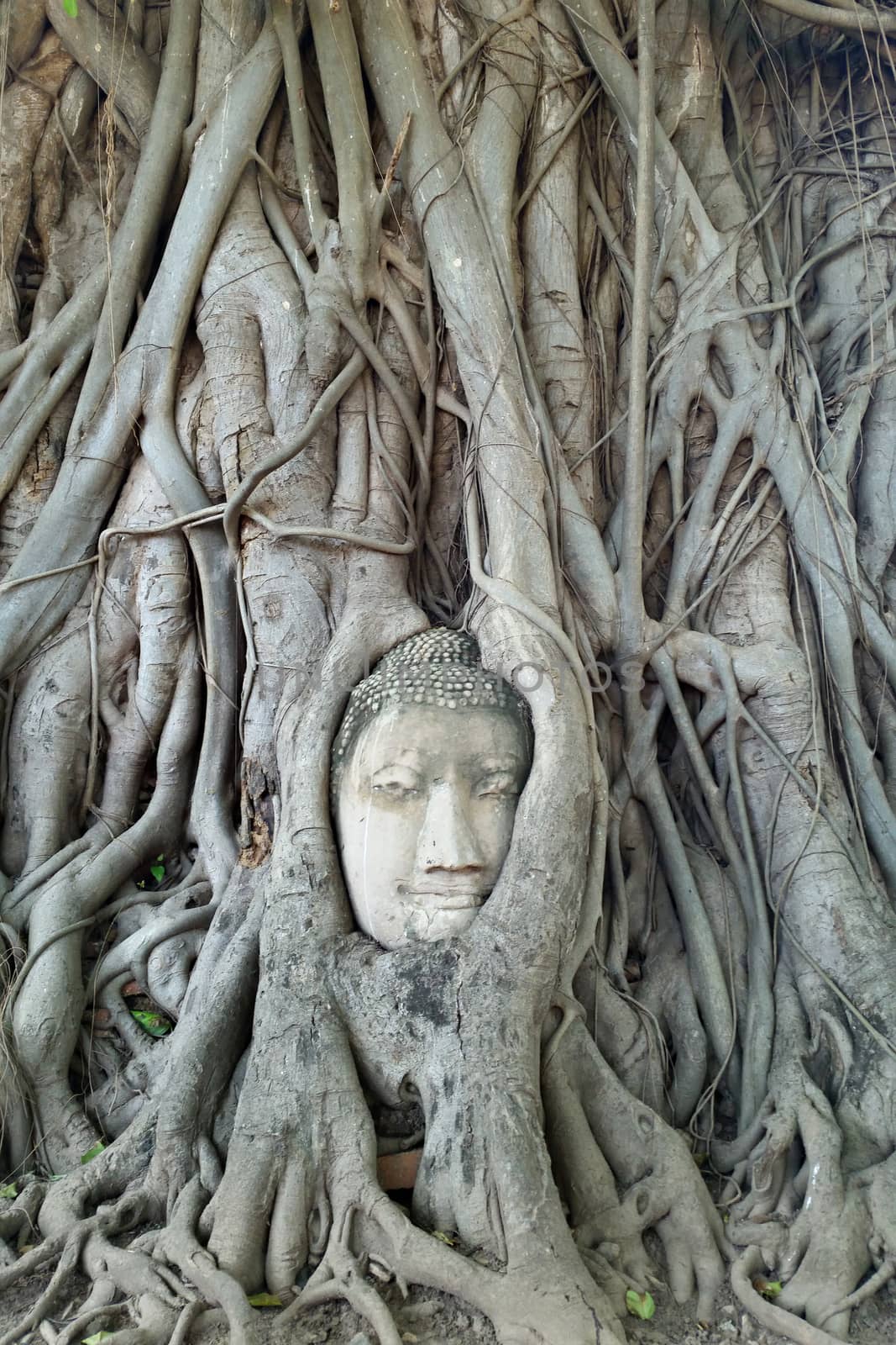 Famous buddha head in tree root at wat Mahathat, Ayutthaya, Thailand