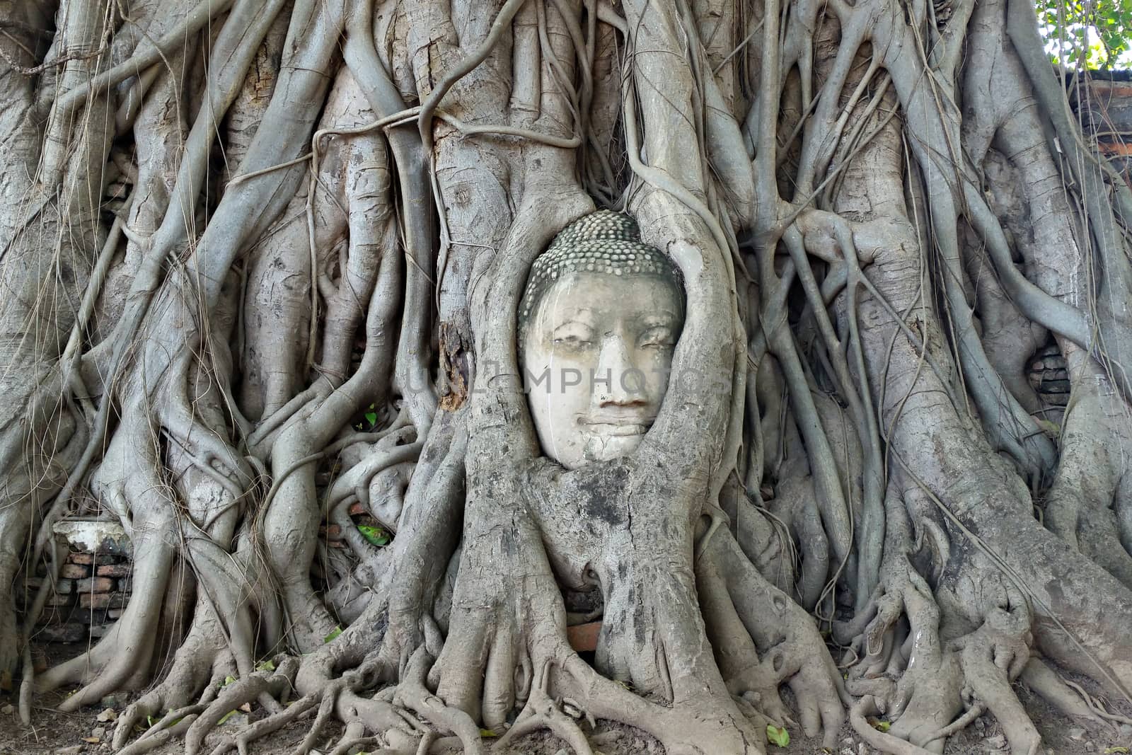 Buddha head in tree root at wat Mahathat, Ayutthaya, Thailand