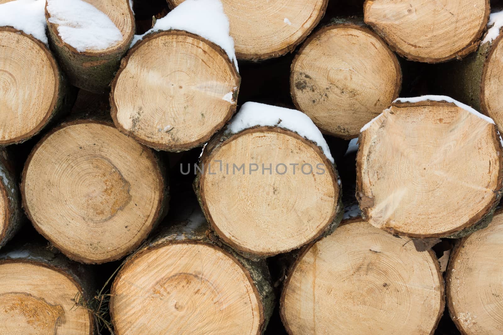 The photo shows logs of wood with snow