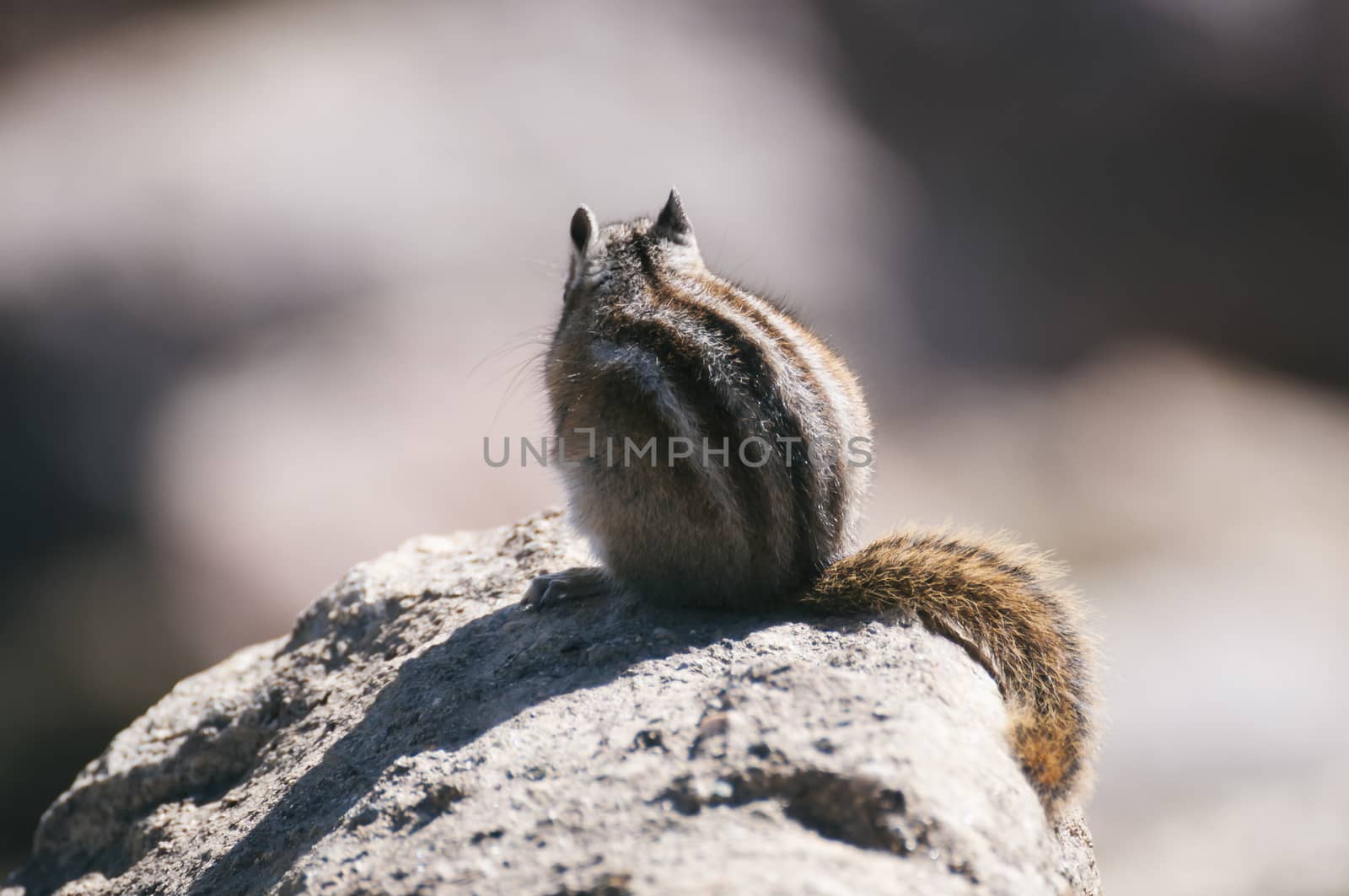 Chipmunk in Rocky Mountains National Park, Colorado, USA