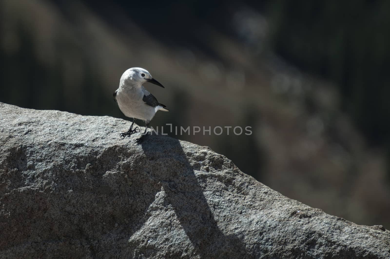 Bird in Rocky Mountains National Park, Colorado, USA