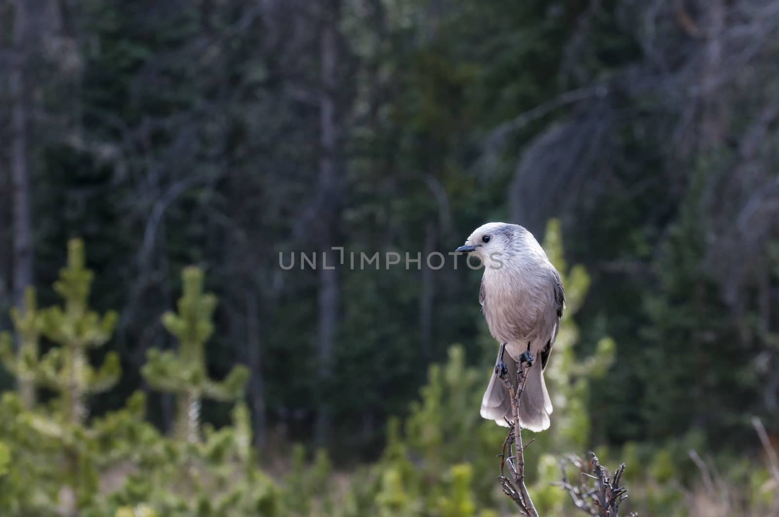 Bird on a tree branch by patricklienin