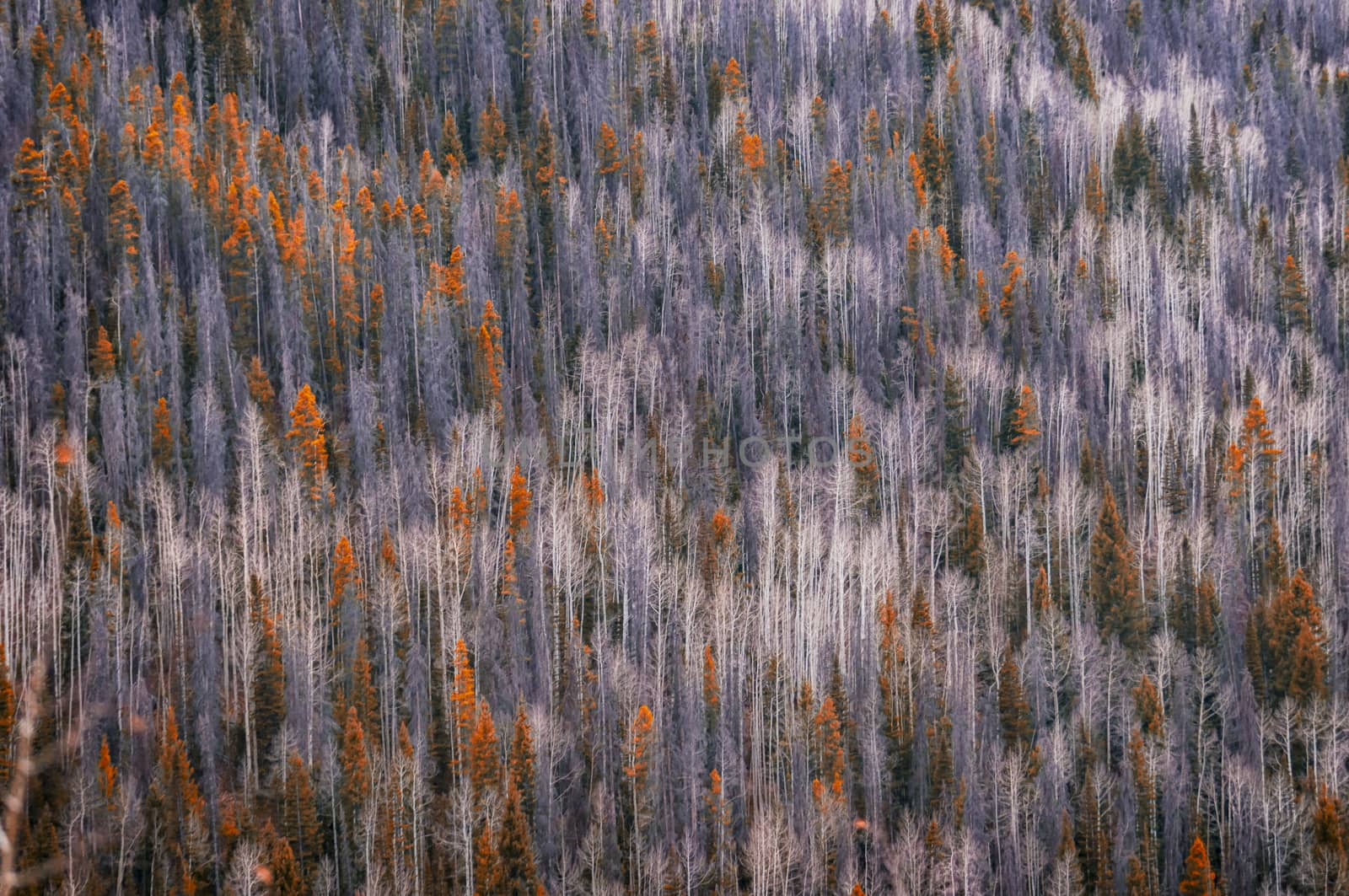 Rocky Mountains National Park Landscape, Colorado, USA