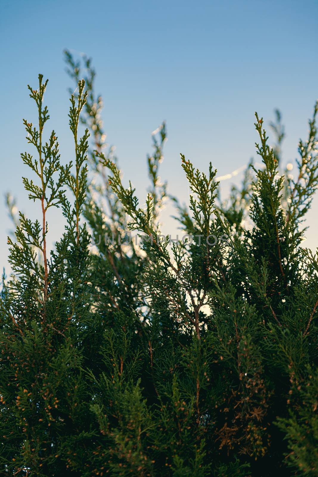 A beautiful view of Arborvitae (Thuja standishii) tree with blue sky in morning time.