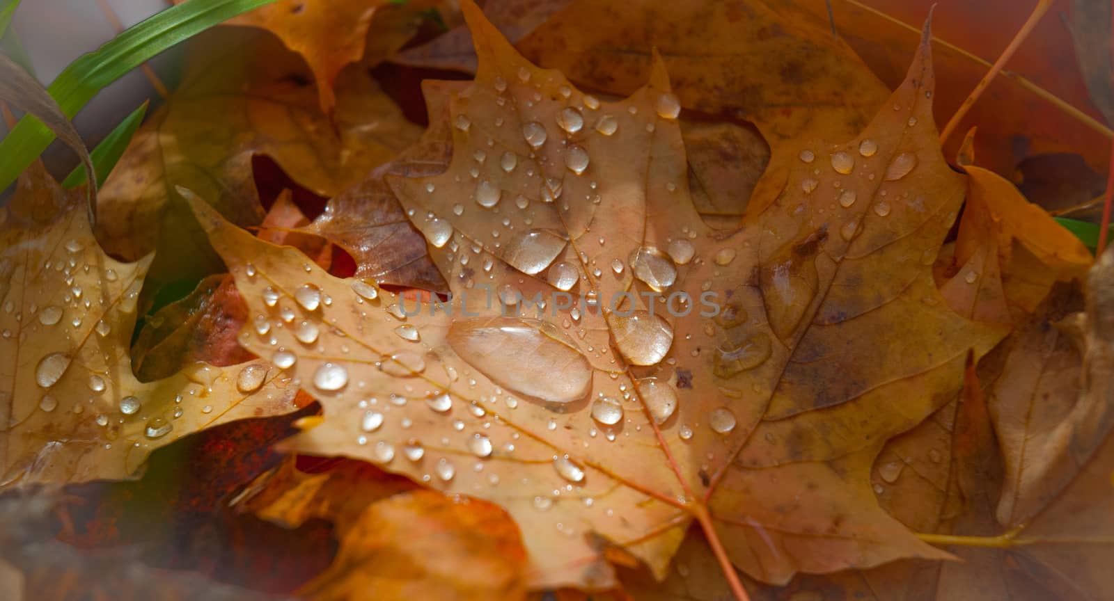 Colorful maple leaves with glowing drops of rain water lay in autumn woods. Ottawa.  Ontario, Canada.