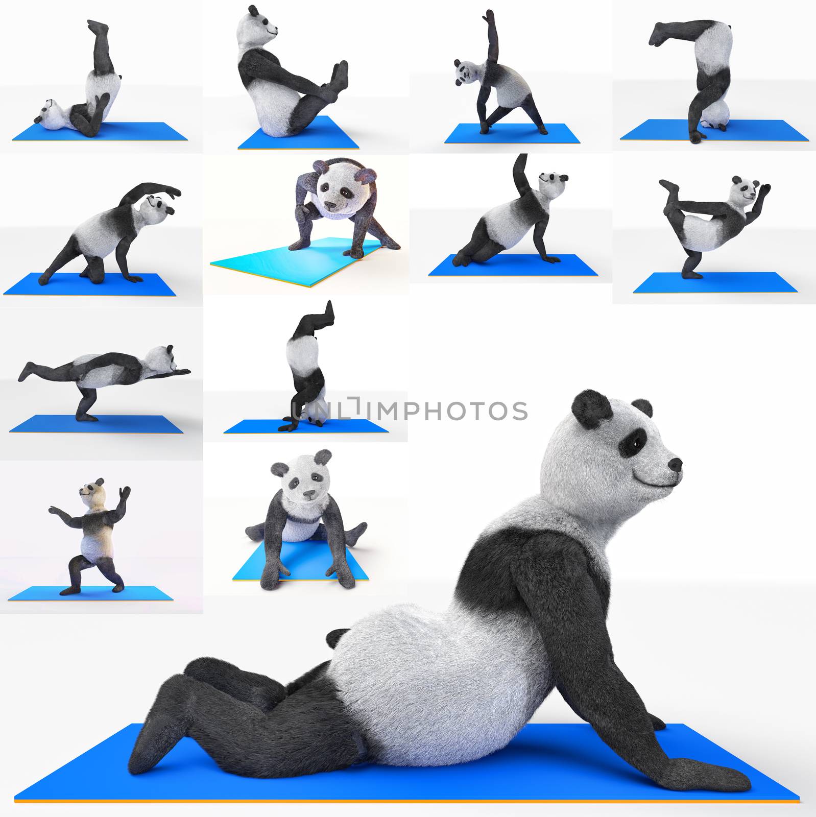 animal panda athlete sportsman doing yoga stretching workout. protagonist character collage collection athletic sports. set illustrations poses sports, strengthening muscular system, improving health