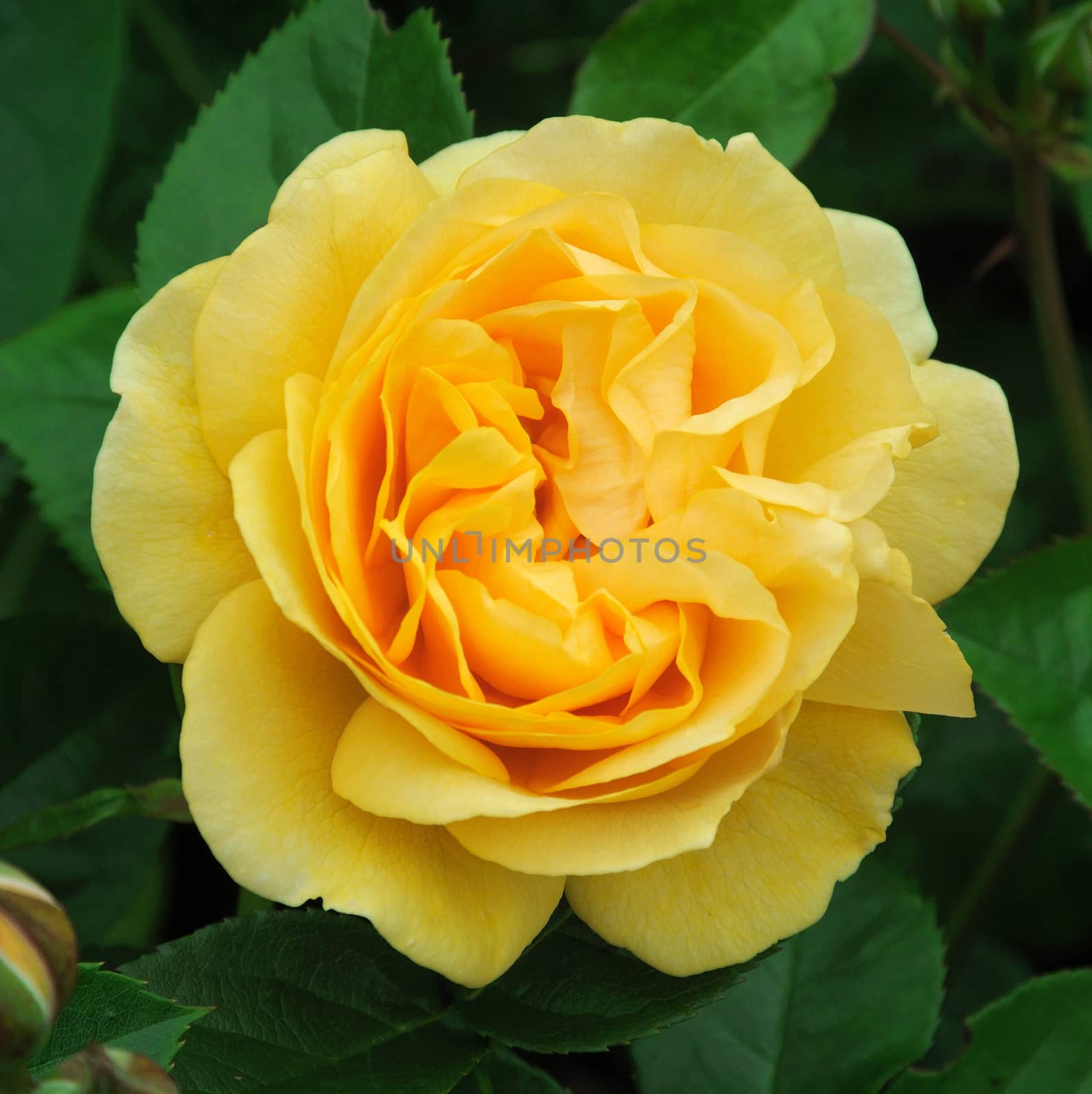 

; Golden Celebration. A lovely full petalled summer rose.