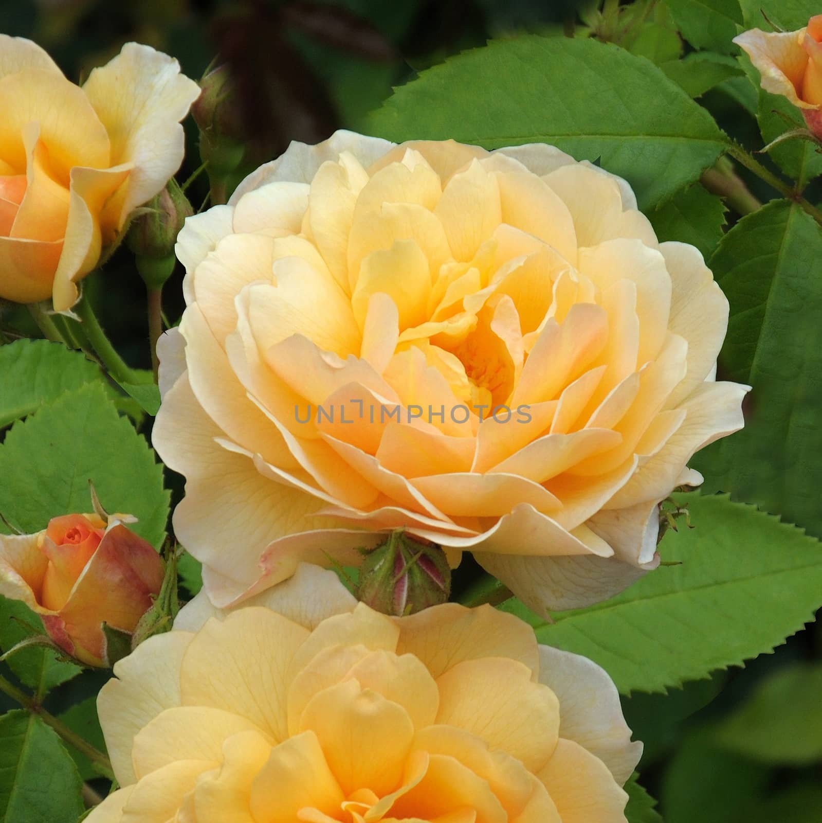 Rosa Grace. A delightful yellow rose.