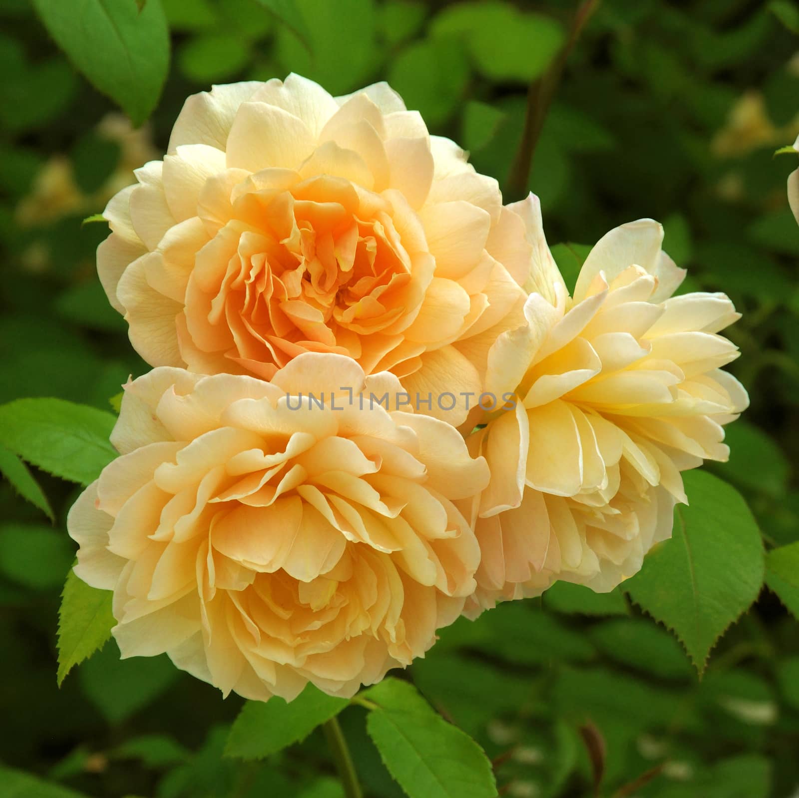 Rosa Grace. A delightful yellow rose.