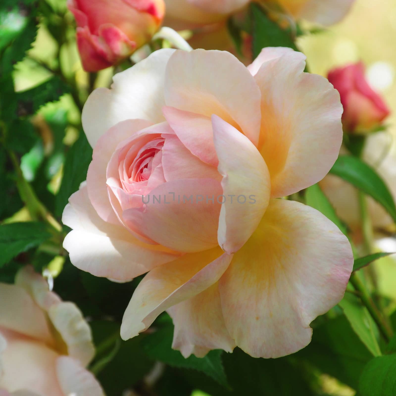 Rosa; Shropshire Lad.
Beautiful pink summer rose.