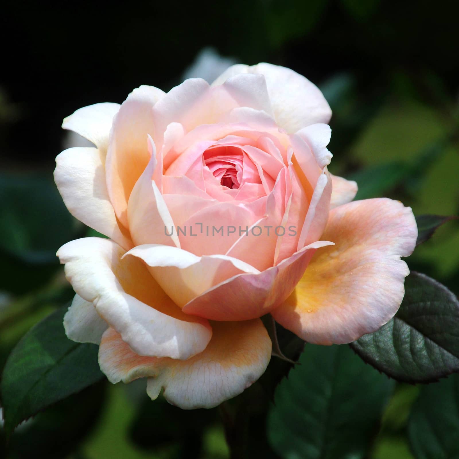 Rosa; Shropshire Lad.
Beautiful pink summer rose.