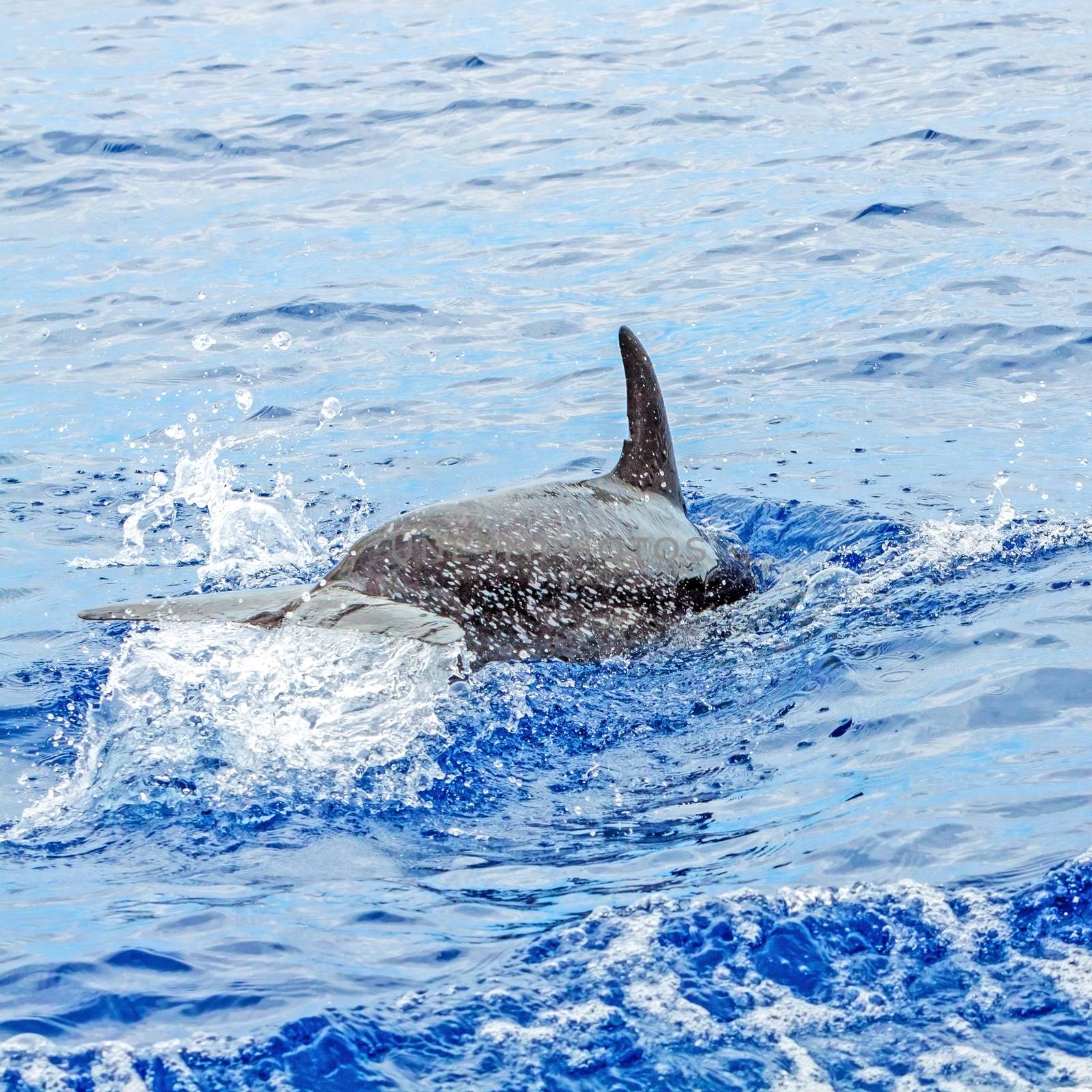 Tail of a jumping dolphin in the wild ocean