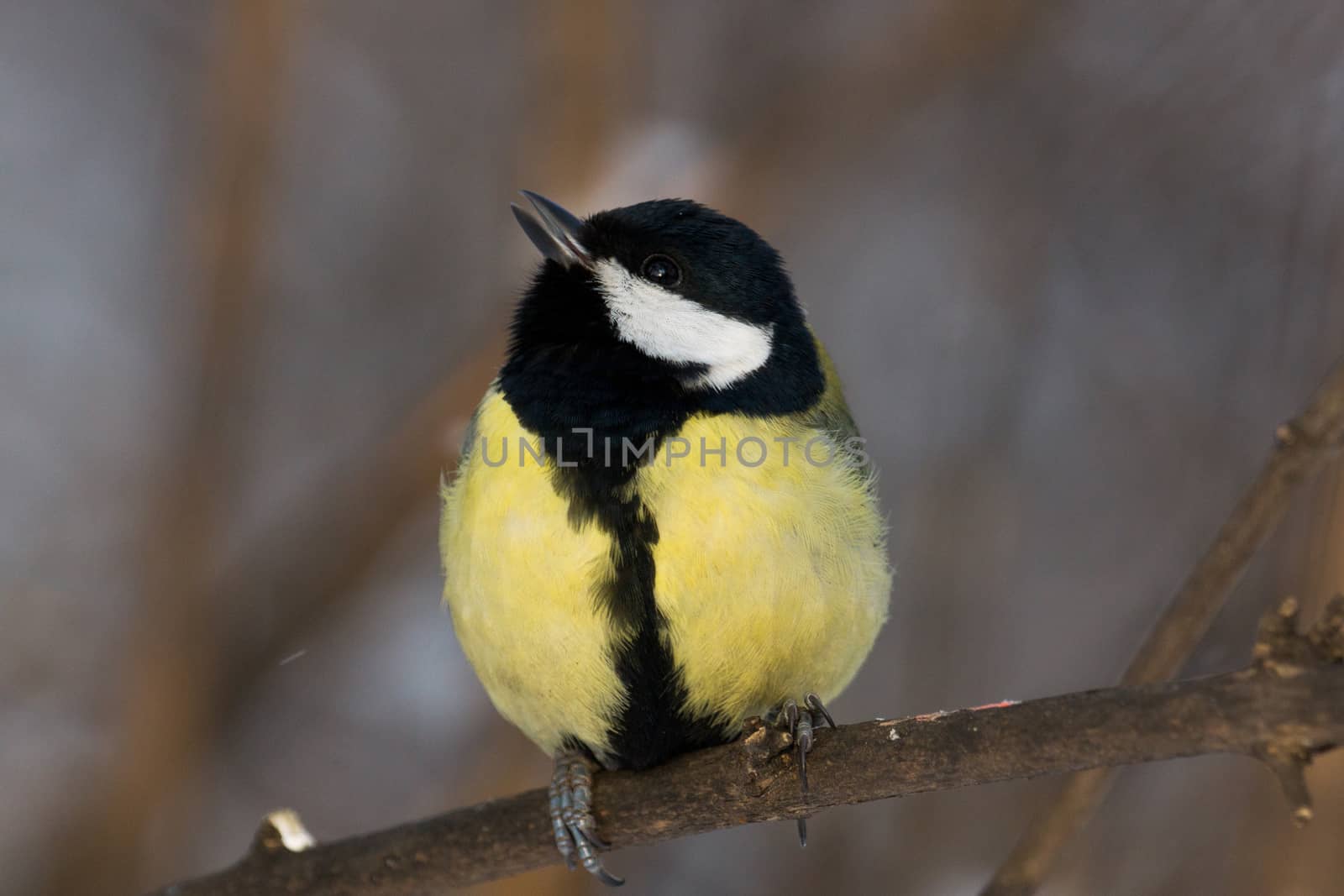 The photo shows a bird on a branch