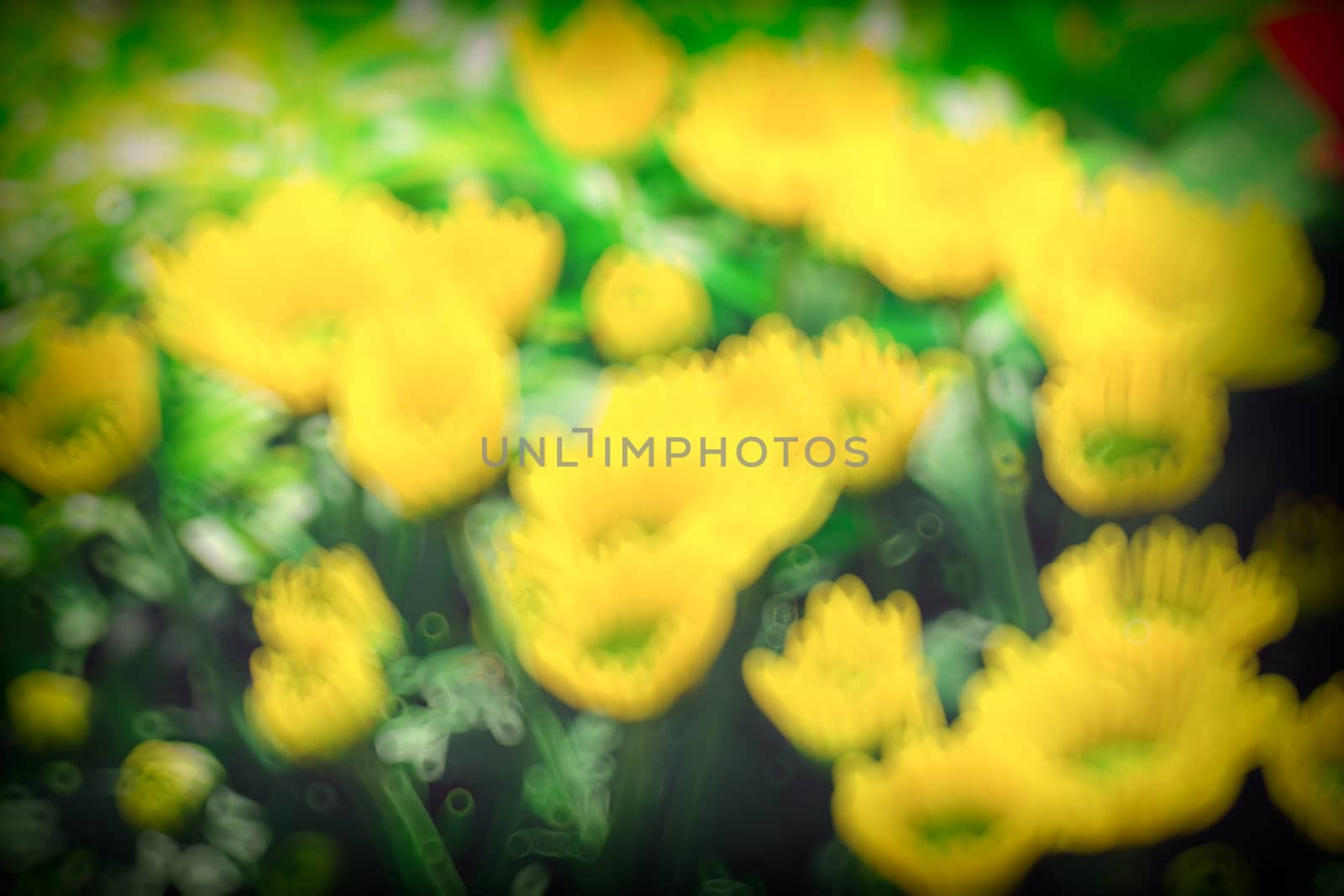 abstract natural blur background, defocused leaves, bokeh by teerawit